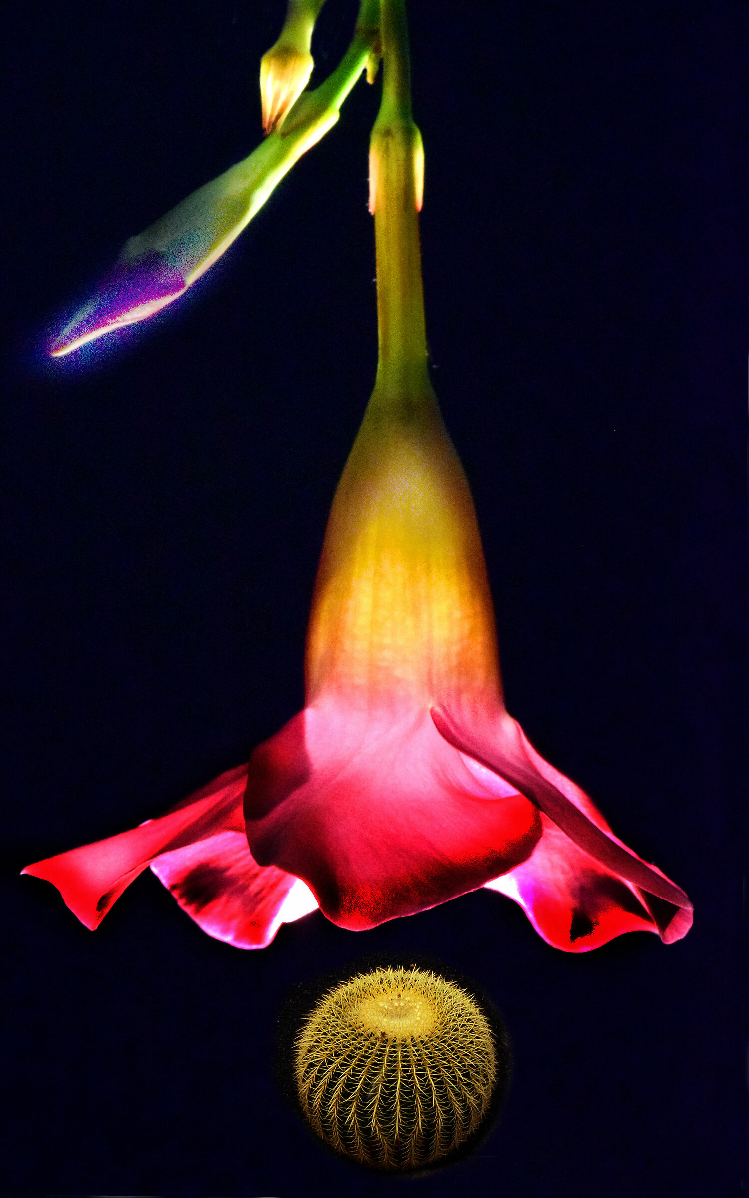 dipladenia with light inside