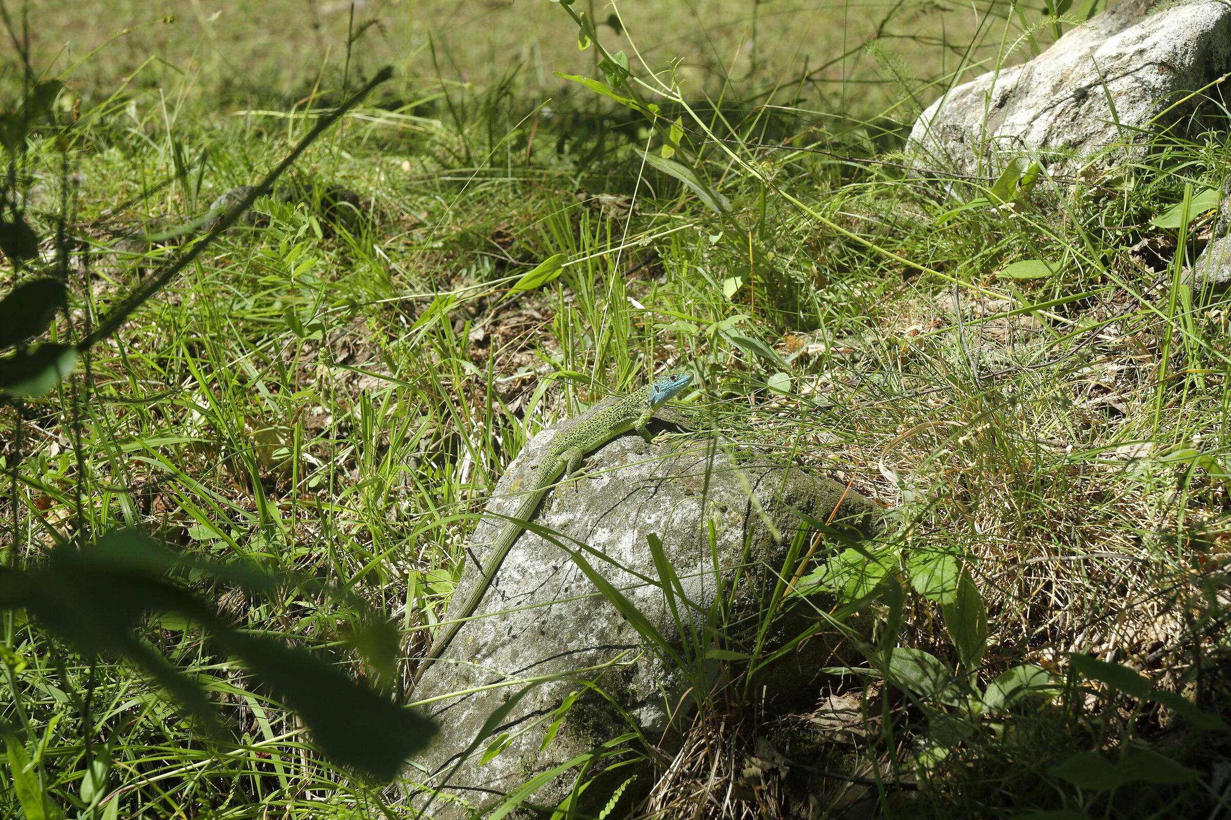 Lacerta Viridis - Ramarro