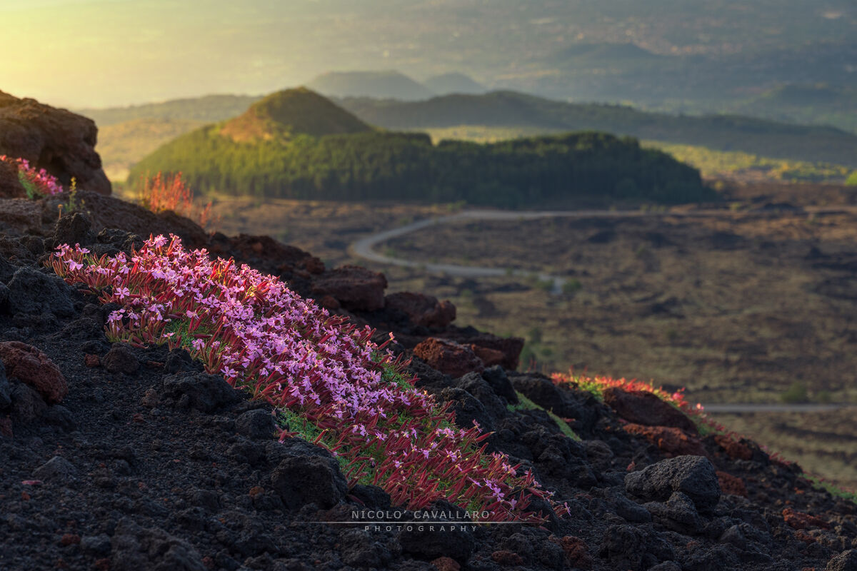 Etna - Saponaria