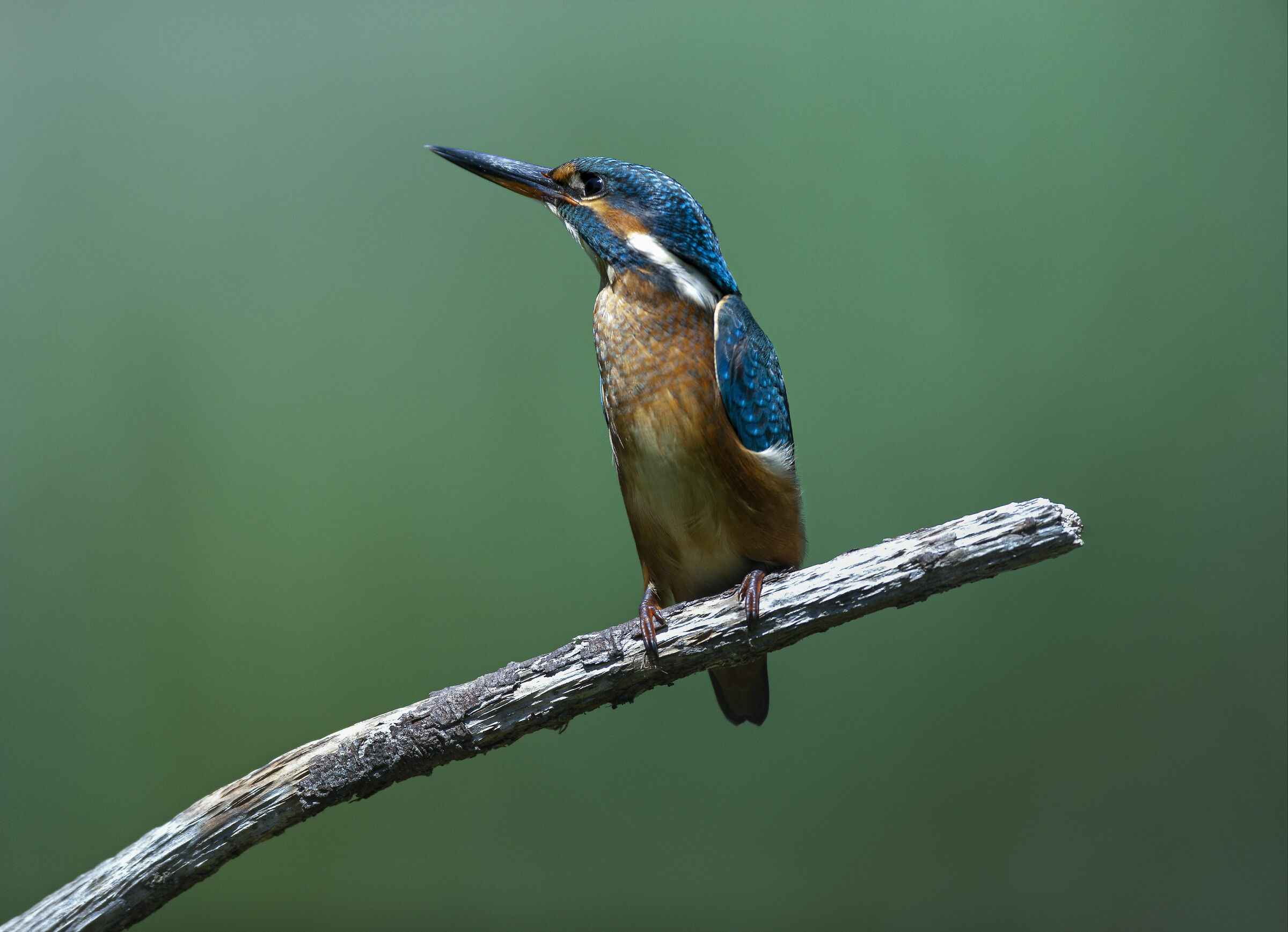 The King Fisher