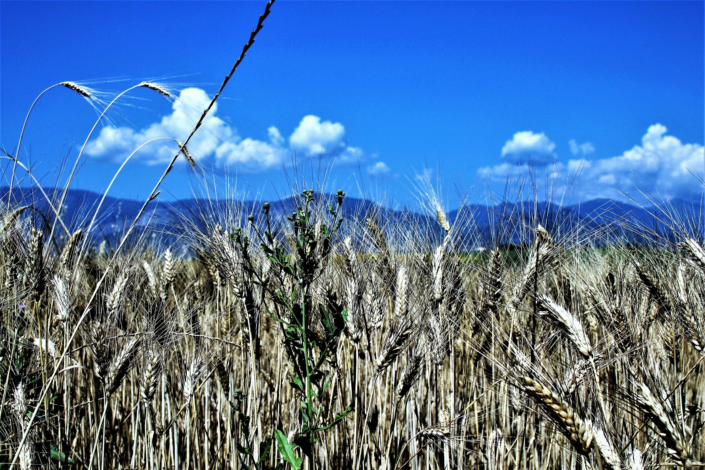 "When the ears bend..."