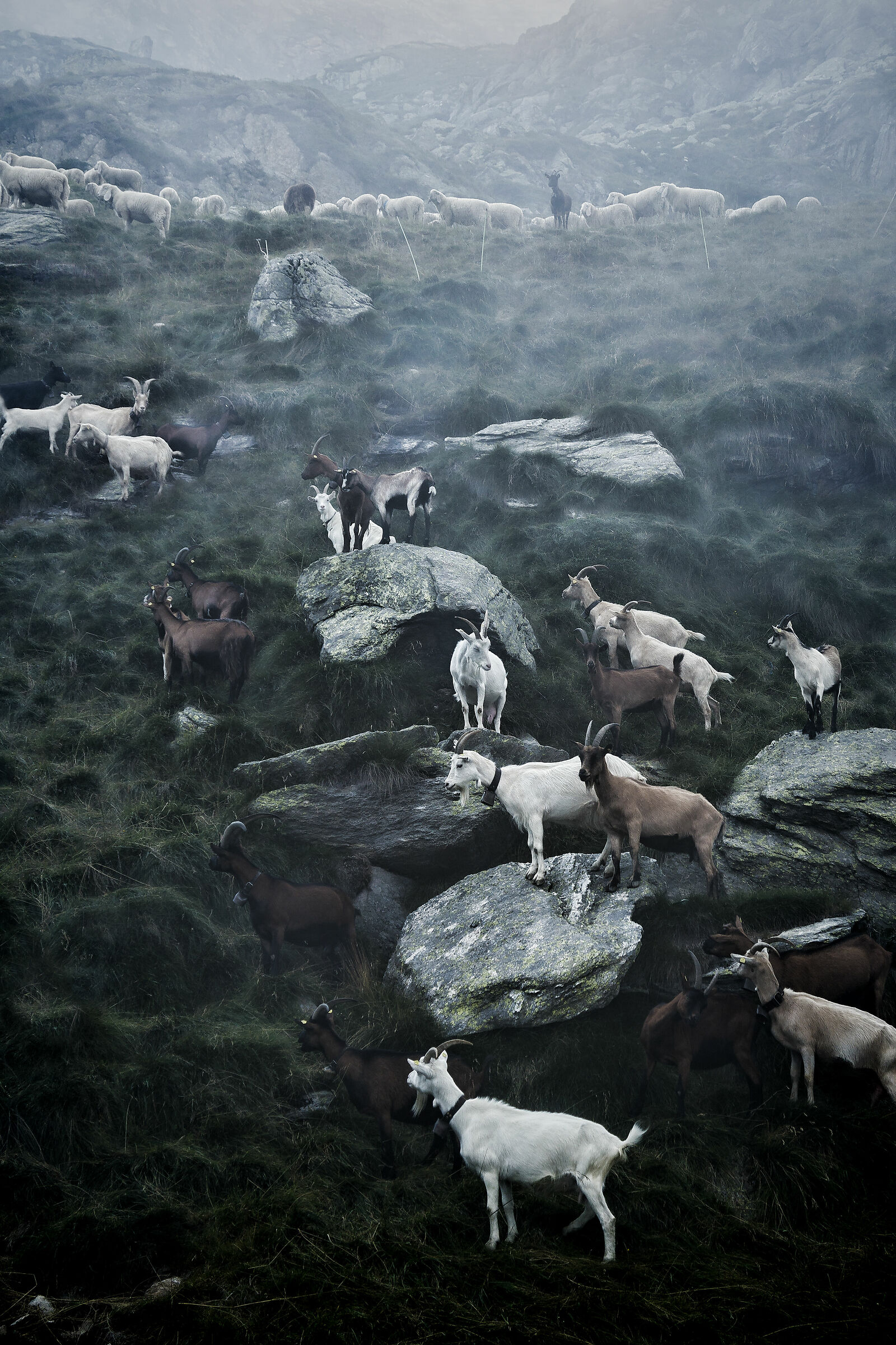 Goats Posing - Mount Mucrone