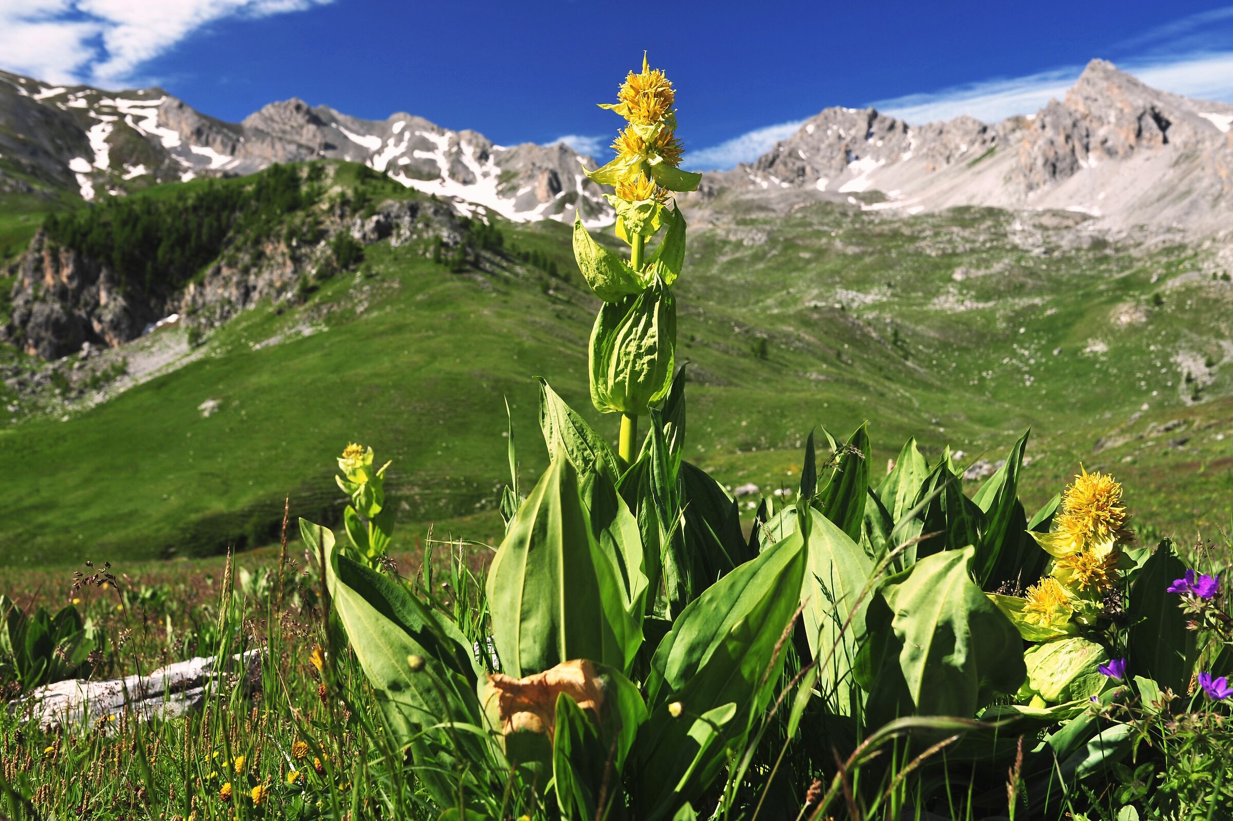 Gentiana Lutea