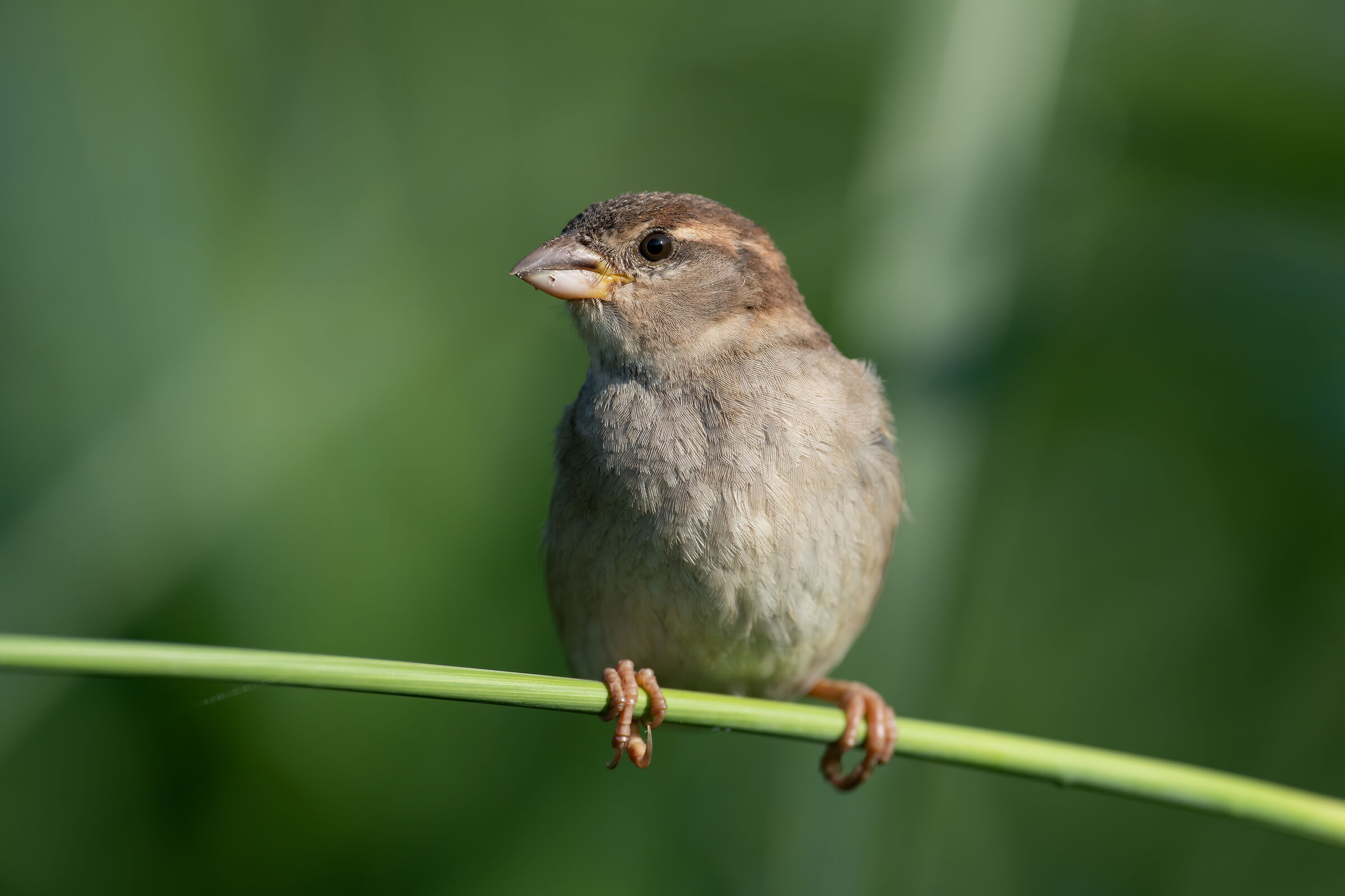 Close-up di un passero pixel reali al 100%