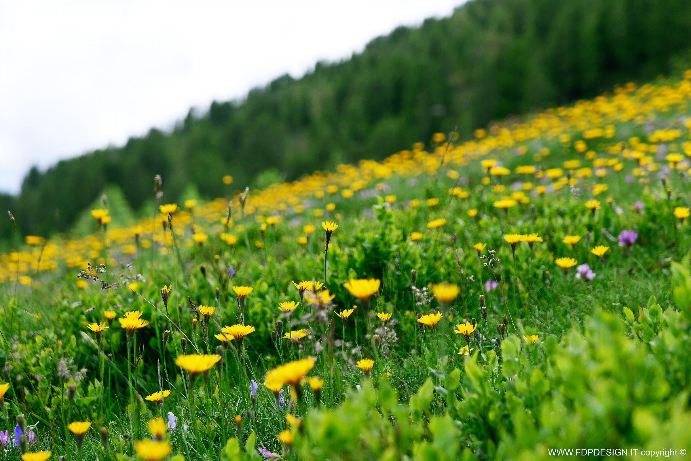 Flower meadows