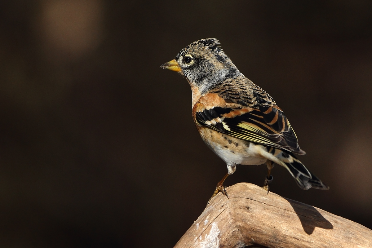 Brambling in technicolor