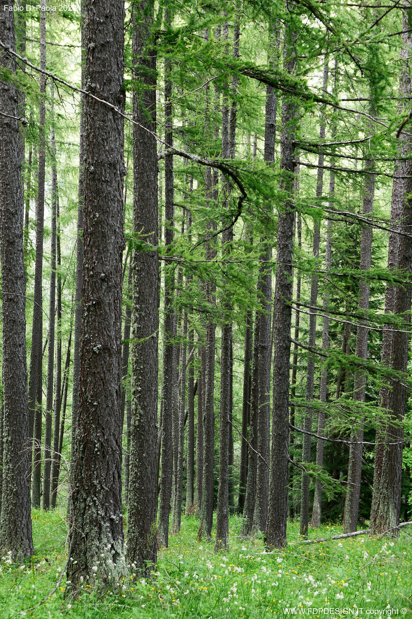 Detail - Shuttle Woods