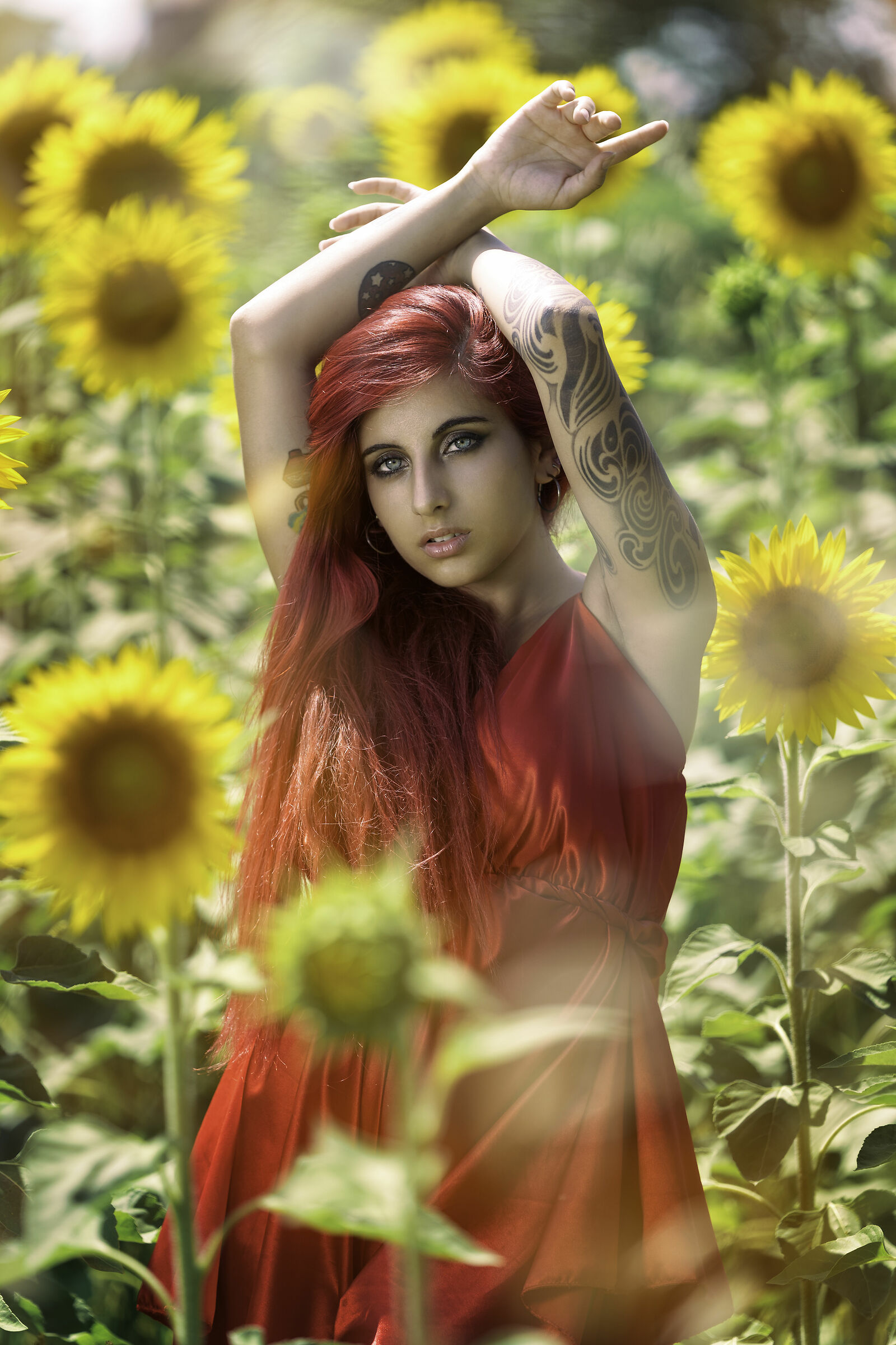 Sunflowers