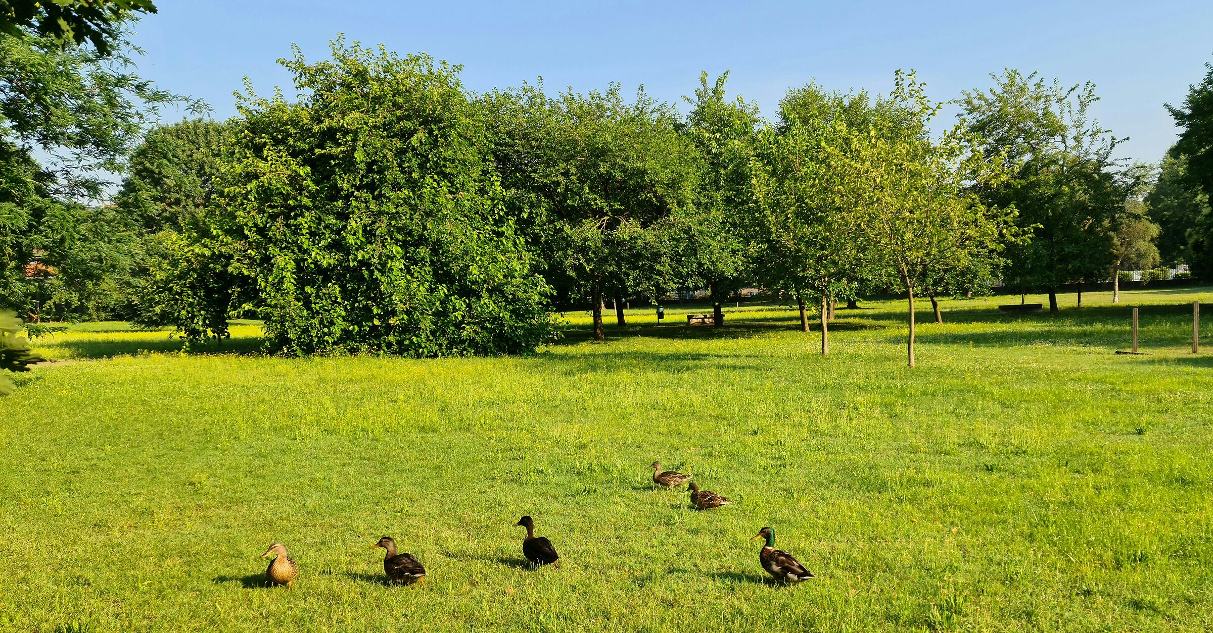 Anche le anatre mantengono il distanziamento sociale