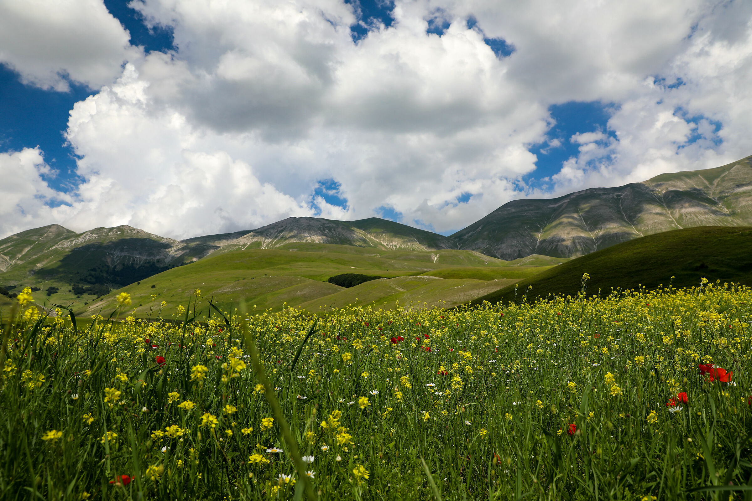 Flowering in Castelluccio di Norcia