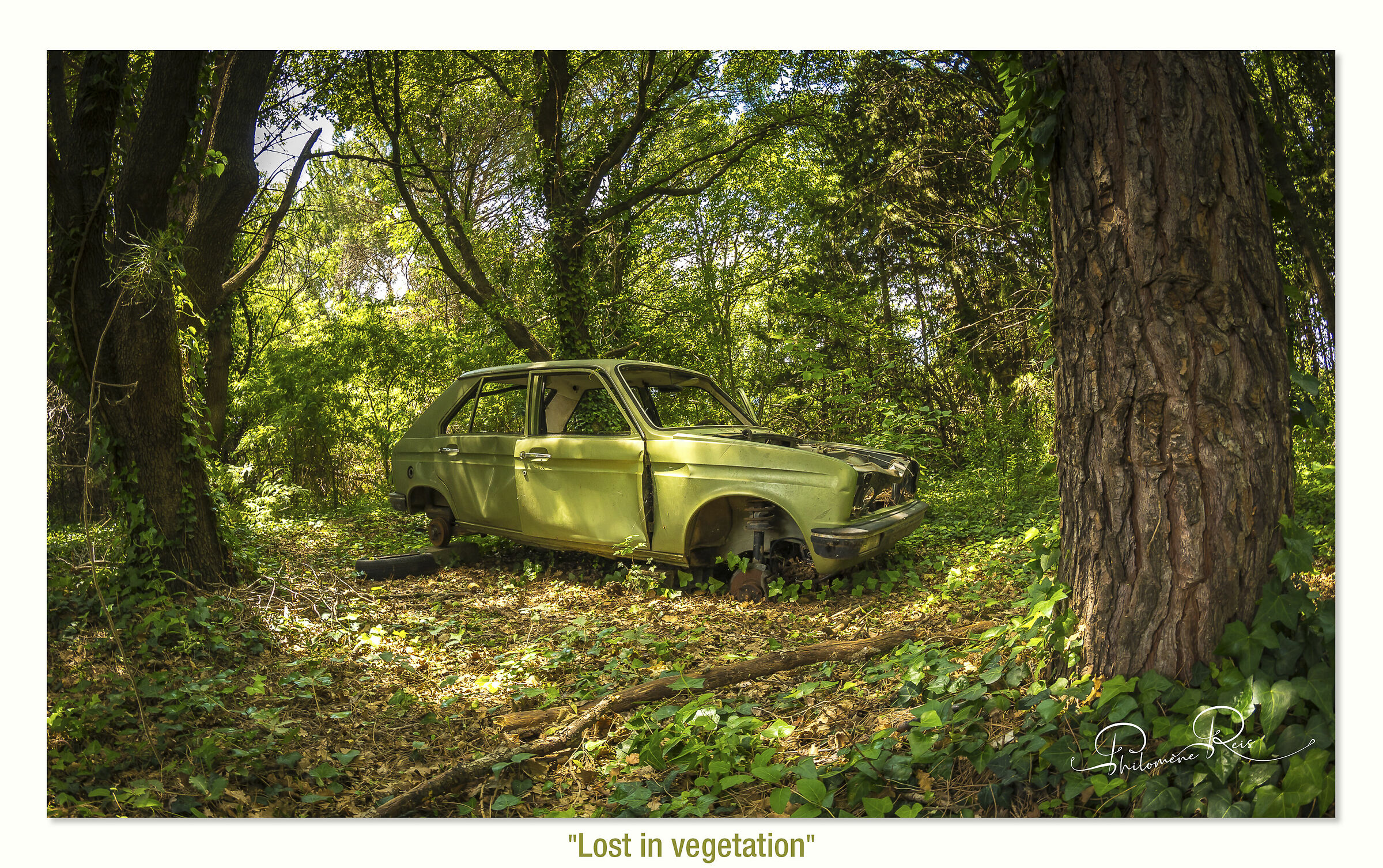 Perso nella vegetazione