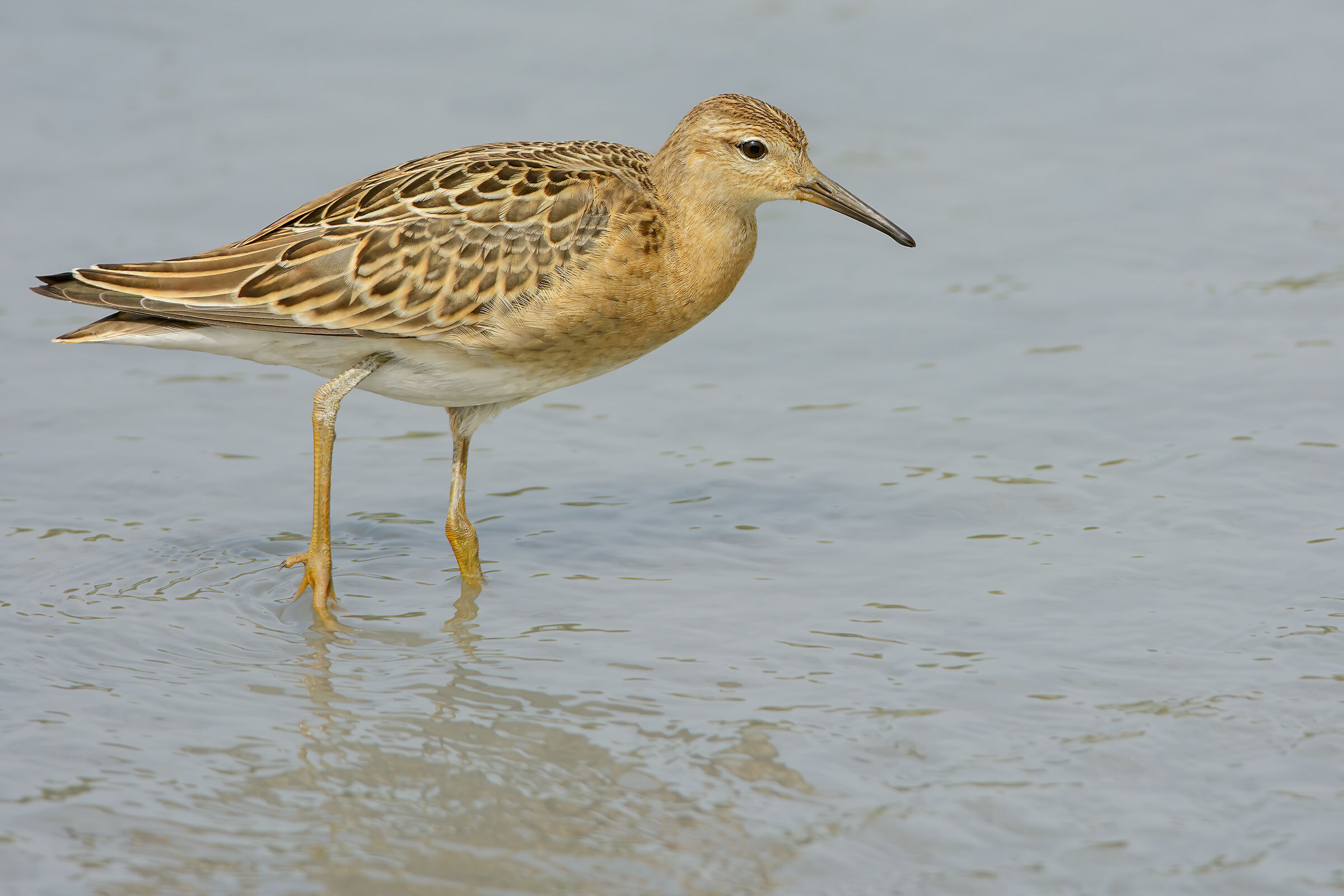 Fighter (Philomachus dagnax)