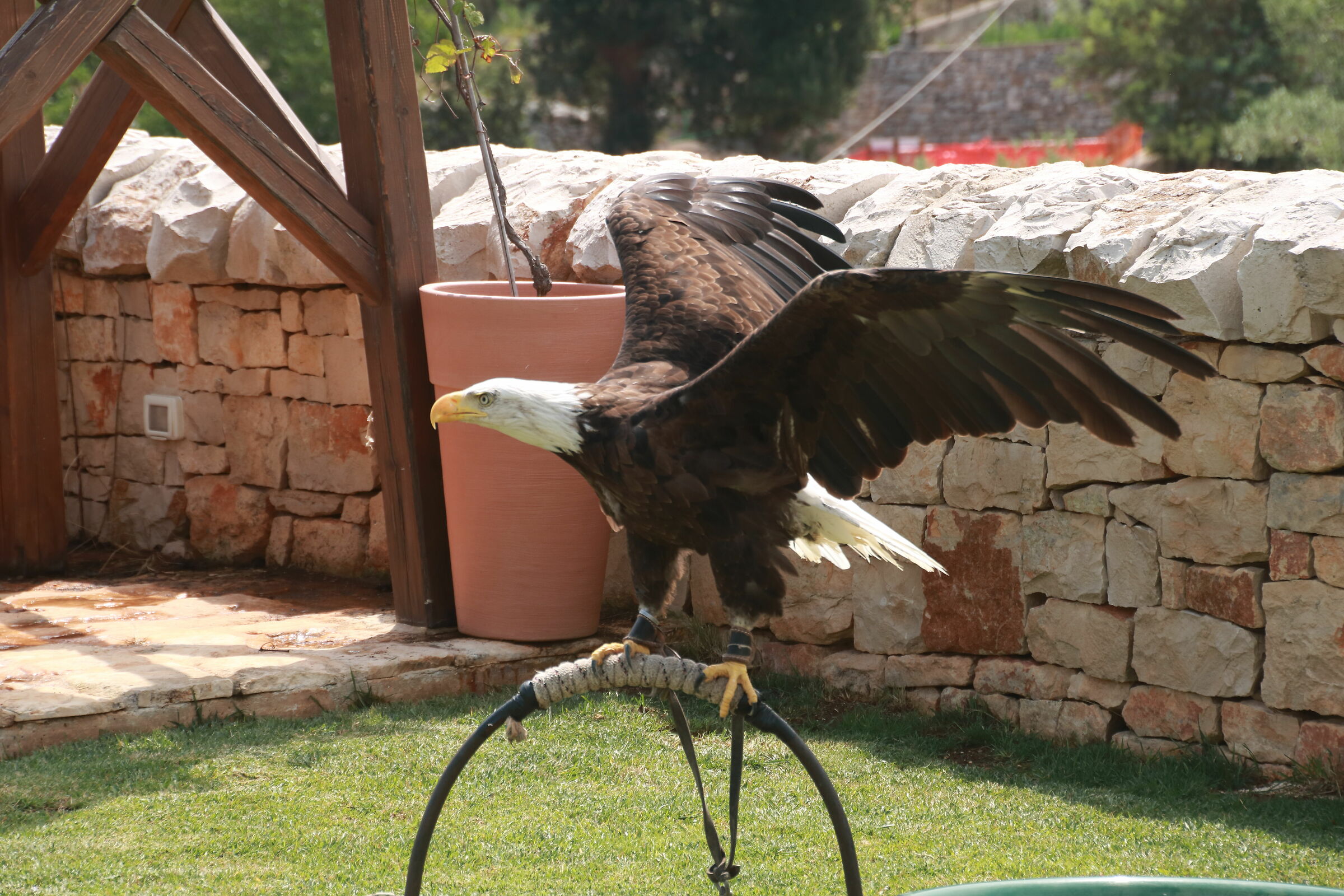 Whitehead sea eagle - 1