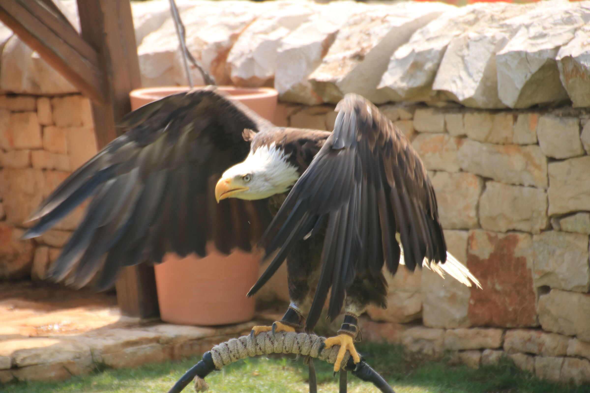 Whitehead sea eagle - 2