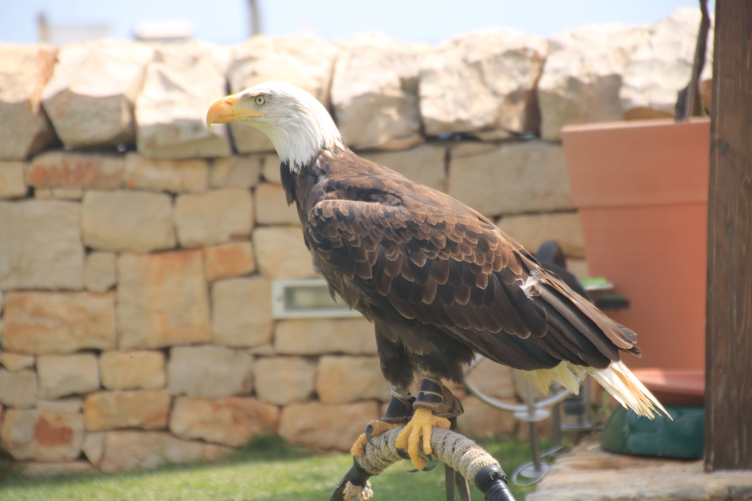 White-headed sea eagle - 4