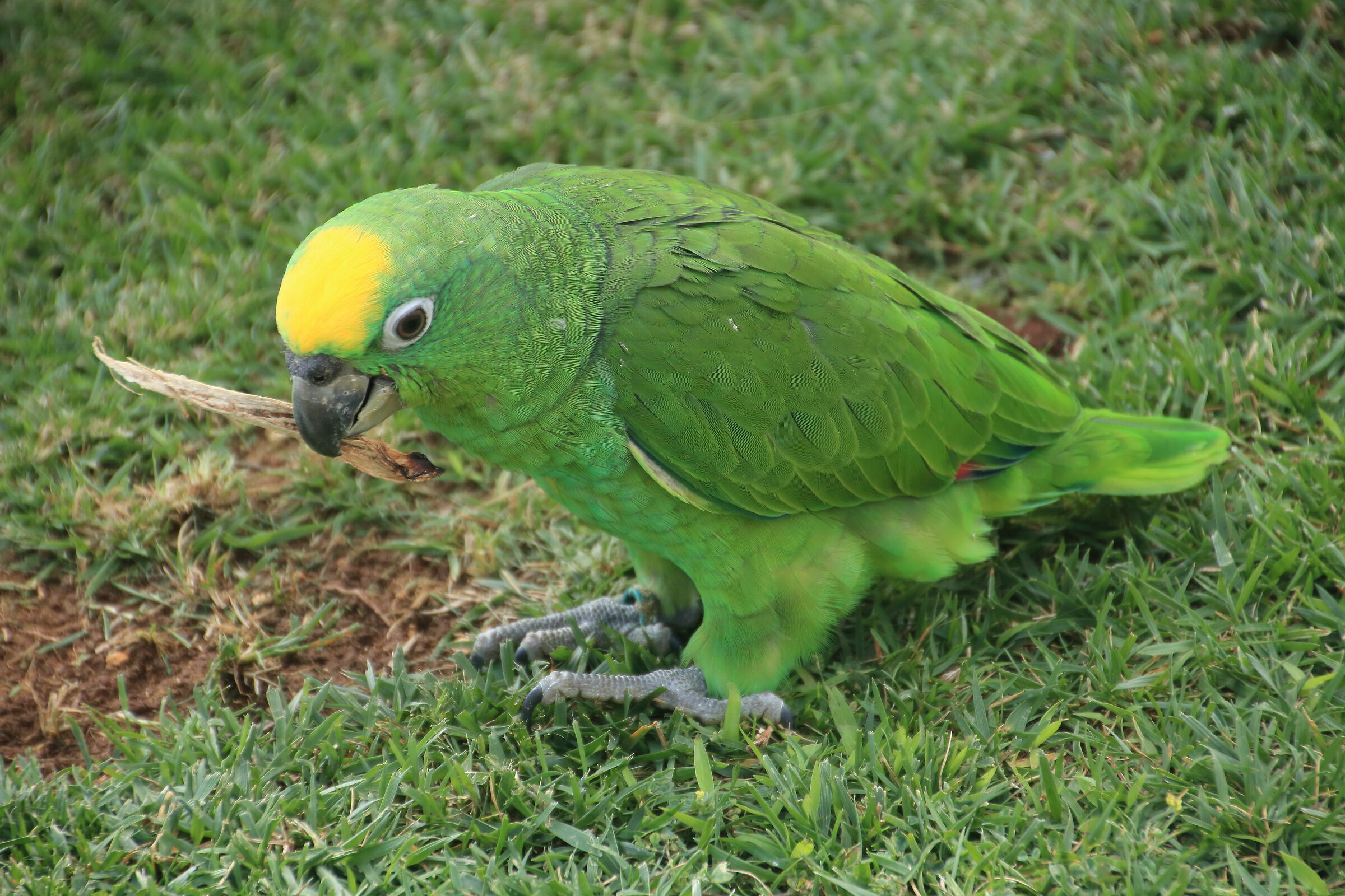 Amazon Parrot