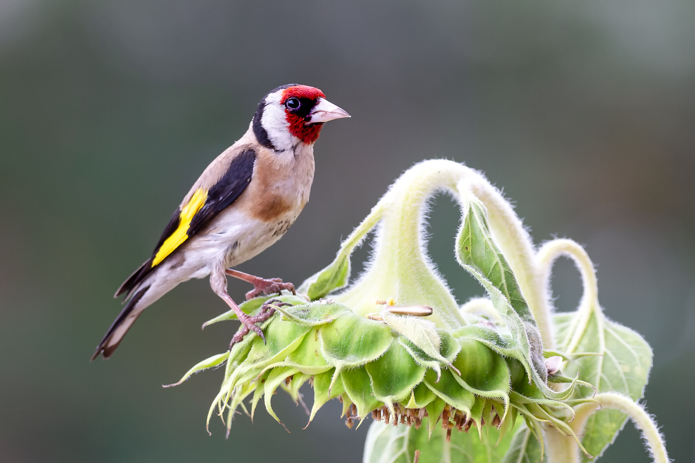 Carduelis carduelis