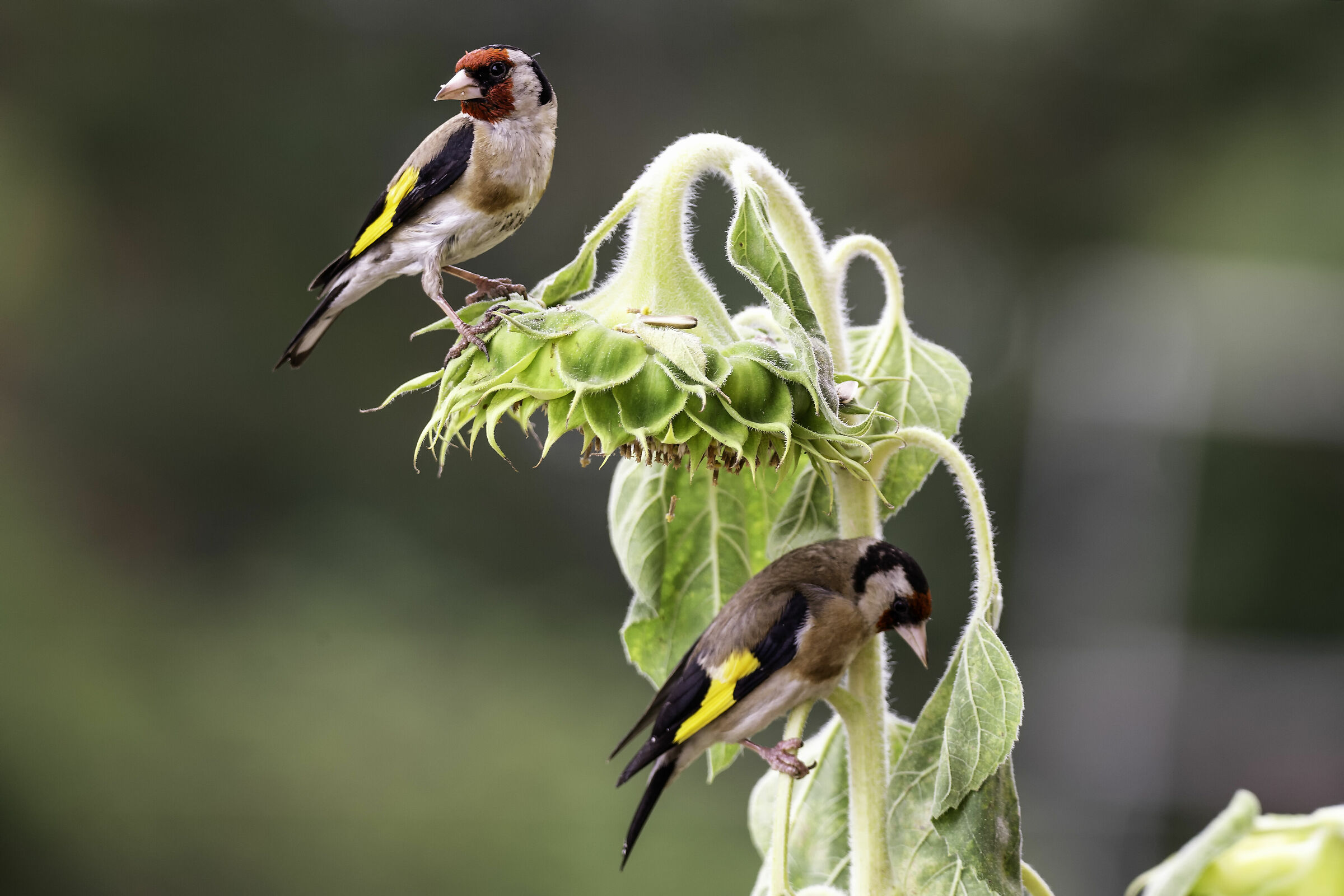Carduelis carduelis