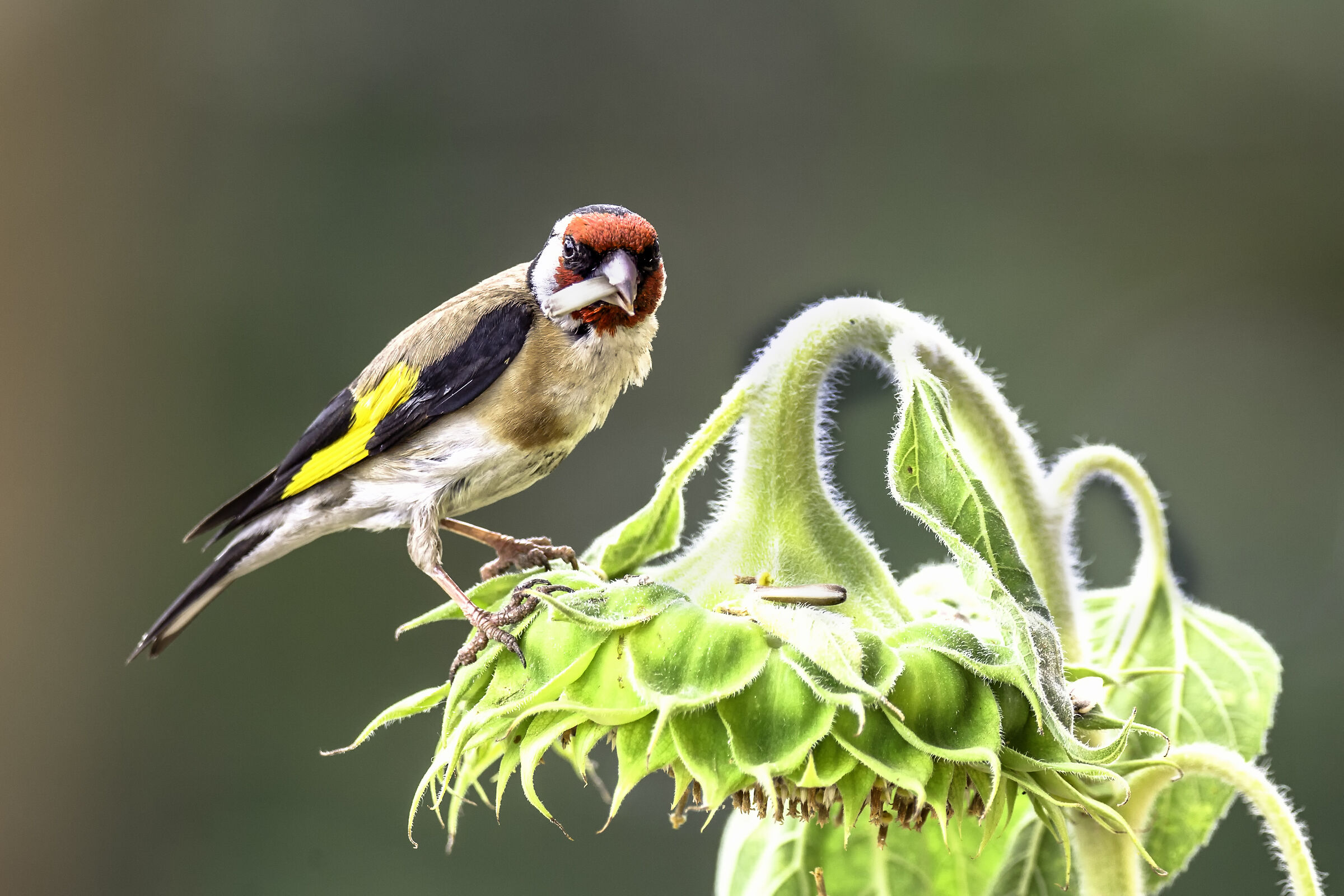 Carduelis carduelis