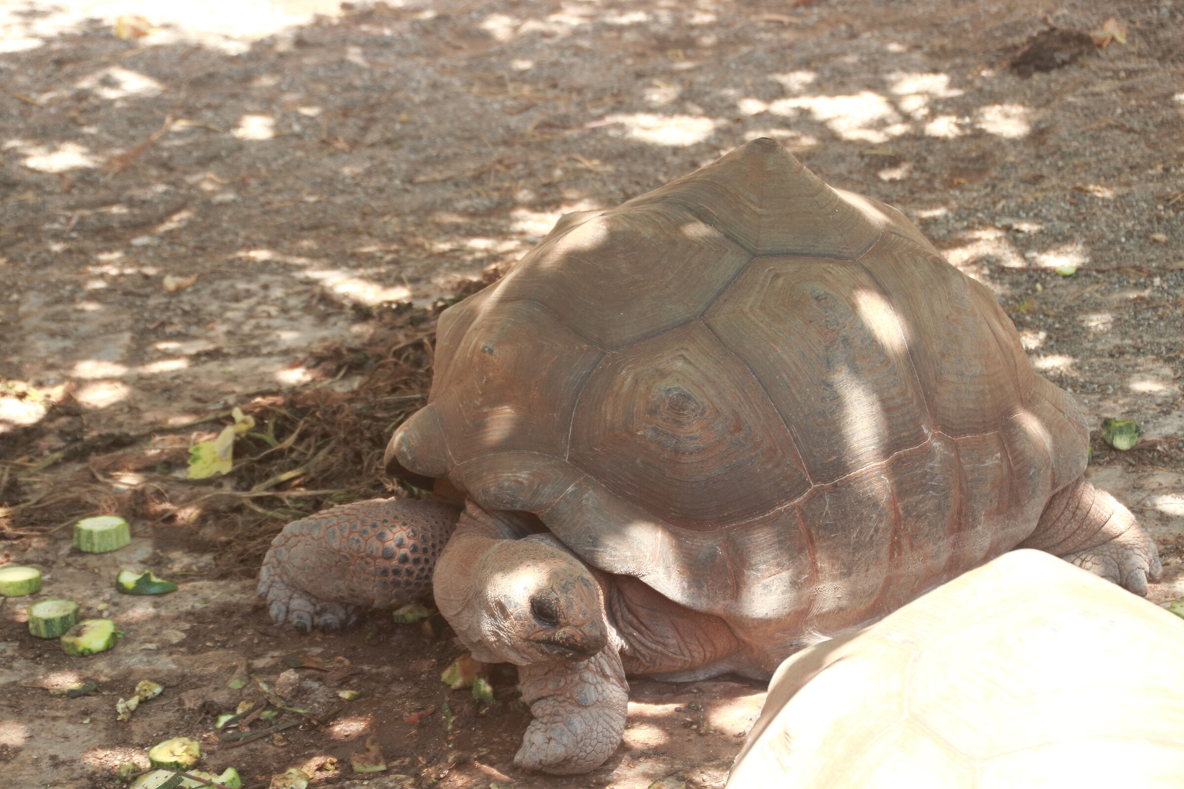 Galapagos Tortoise