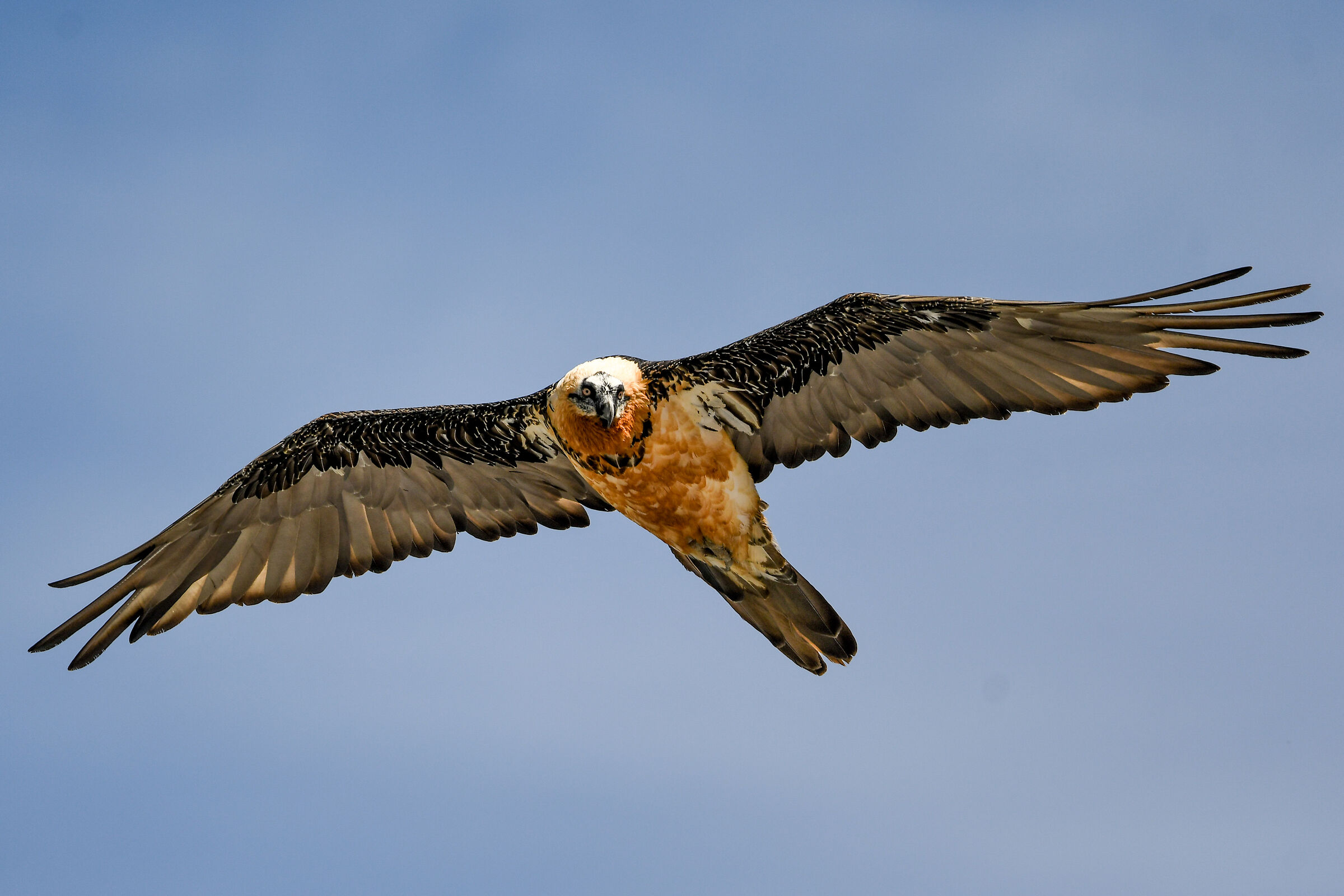 FACE TO FACE - GIPETO 04.07.2020