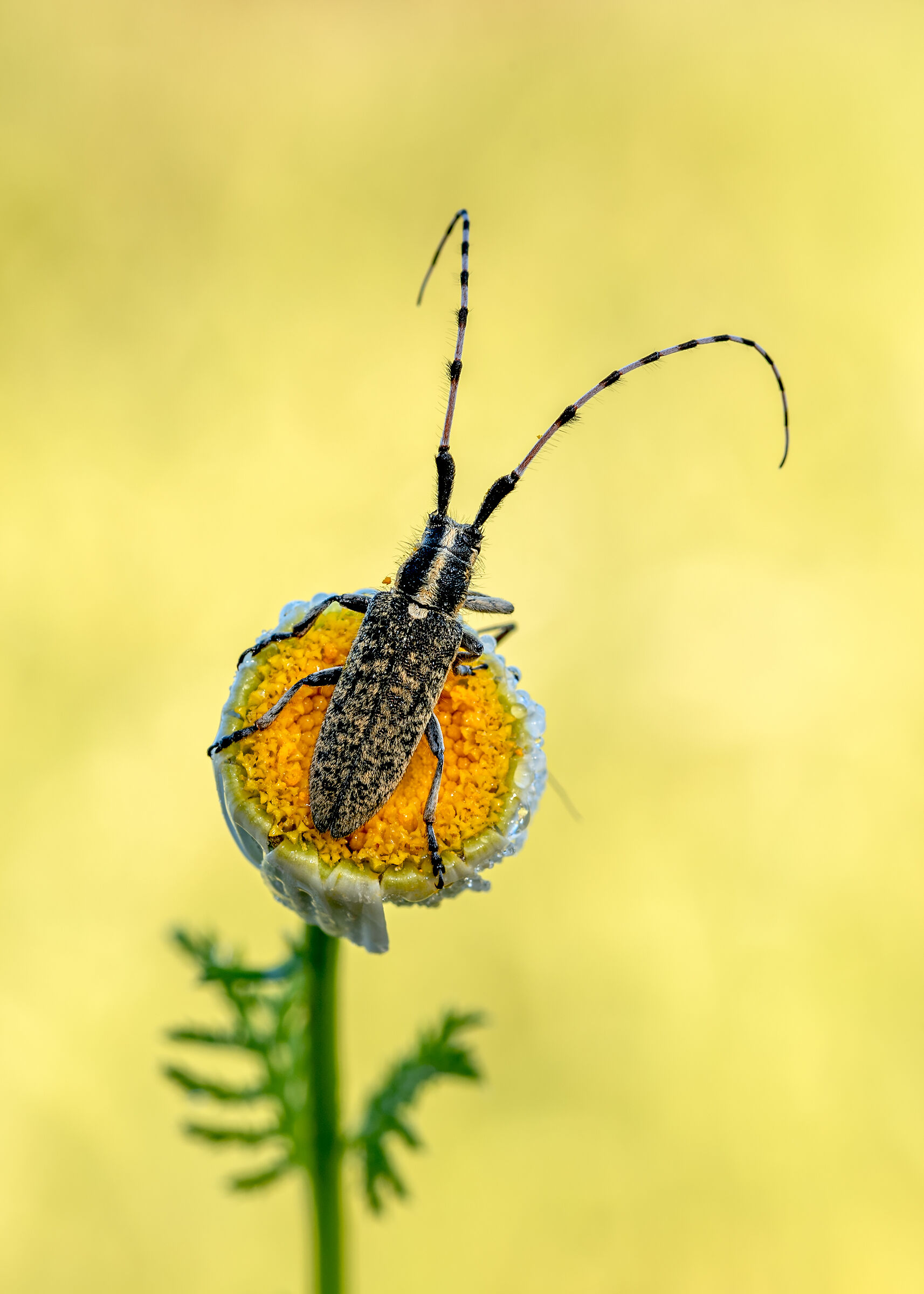 Agapanthia asphodeli