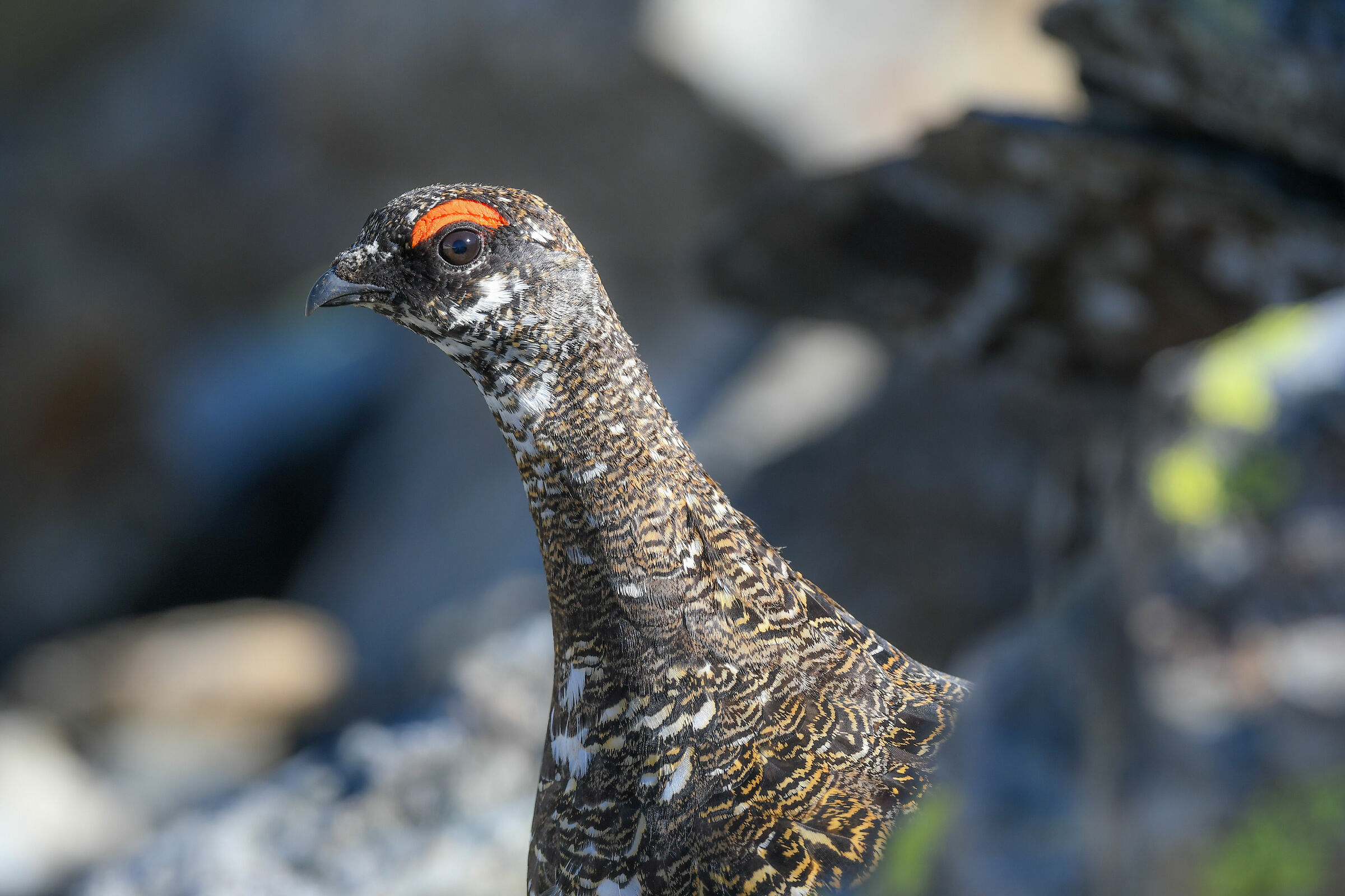 PORTRAIT OF WHITE PARTRIDGE - 04.07.2020