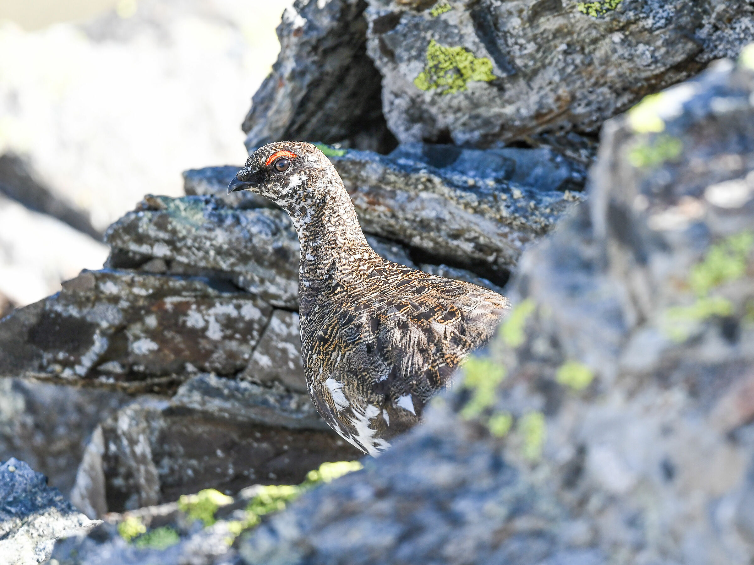 THE CAMOUFLAGE OF THE WHITE PARTRIDGE - 04.07.2020