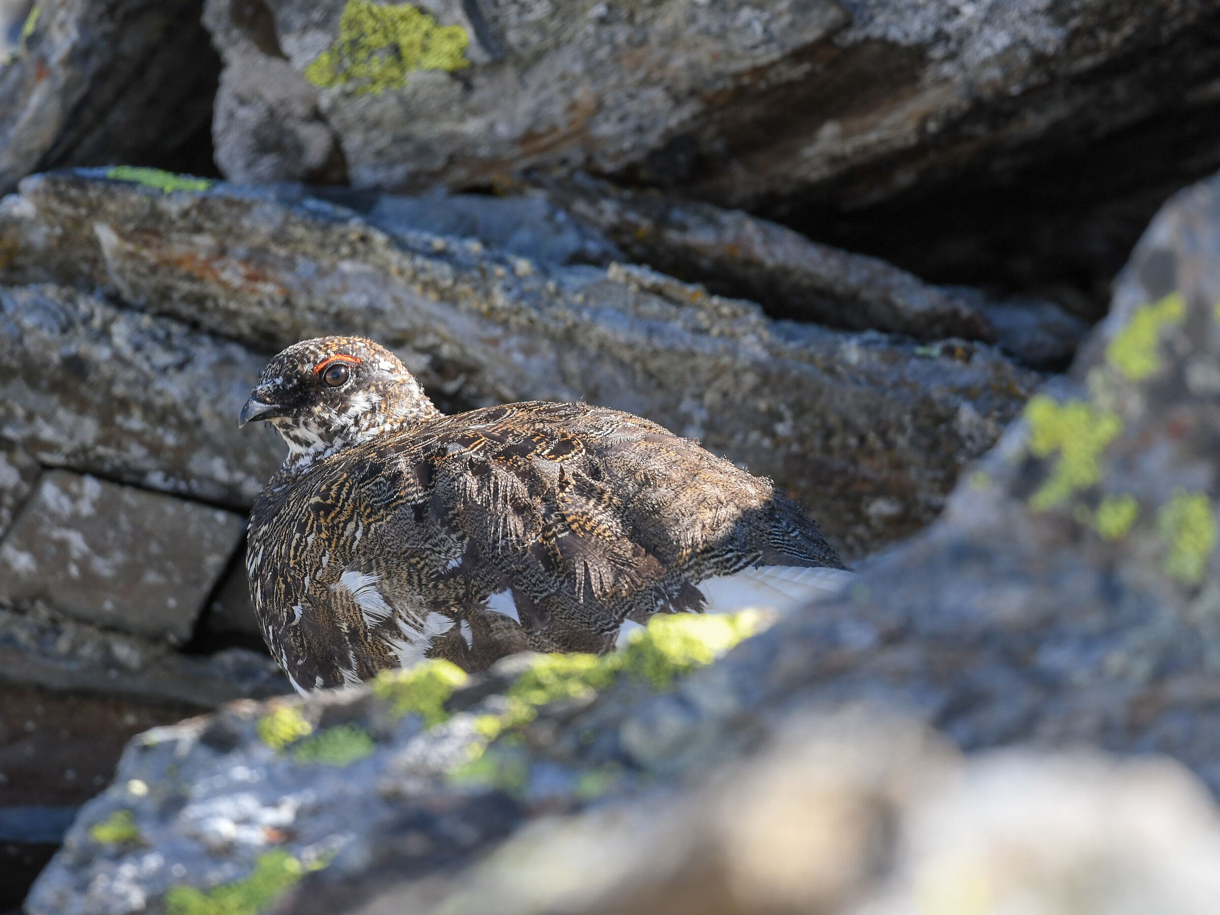 THE WHITE PARTRIDGE IN ITS HABITAT - 04.07.2020