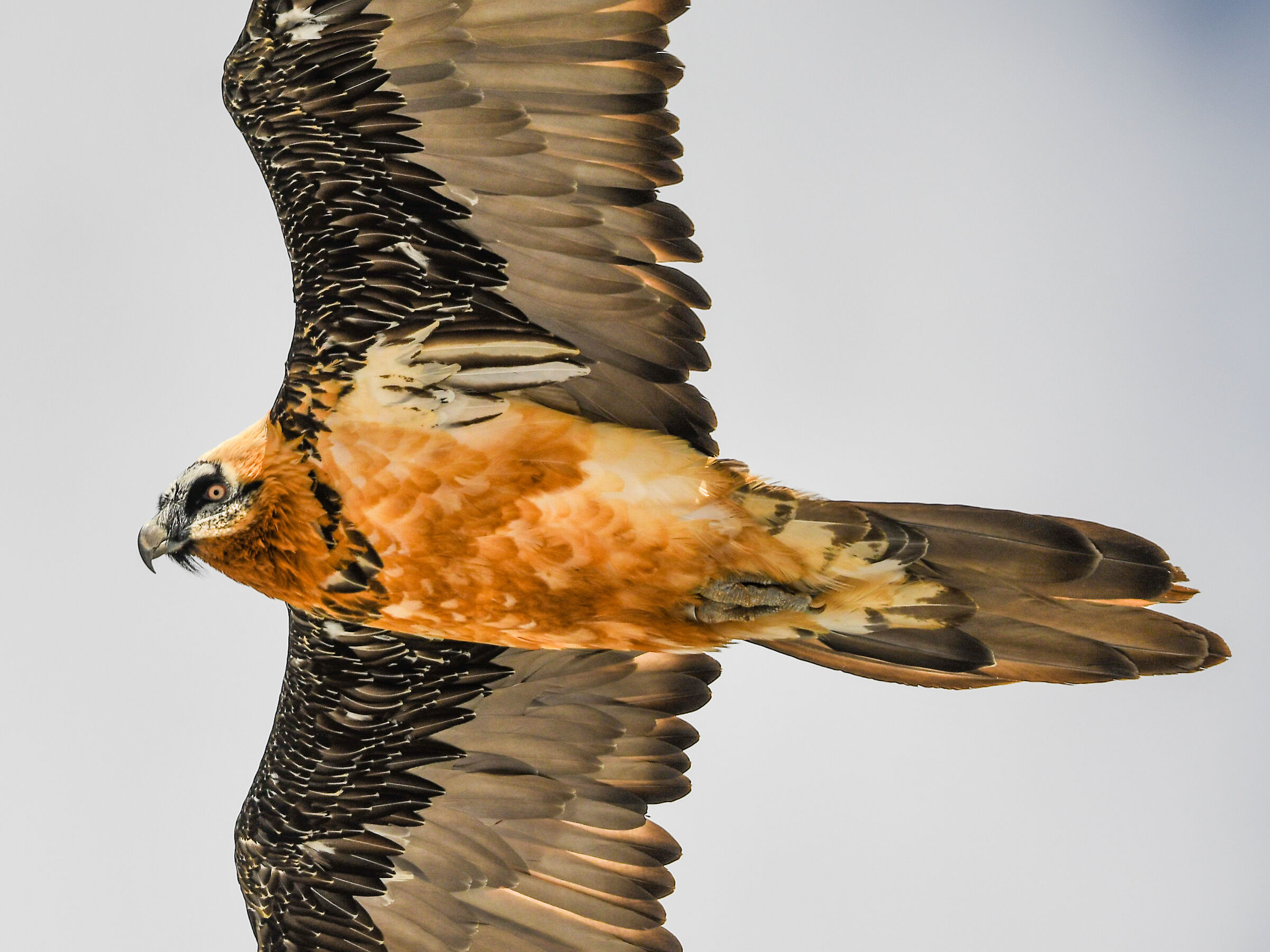 THE GREETING OF THE BEARD - 04.07.2020