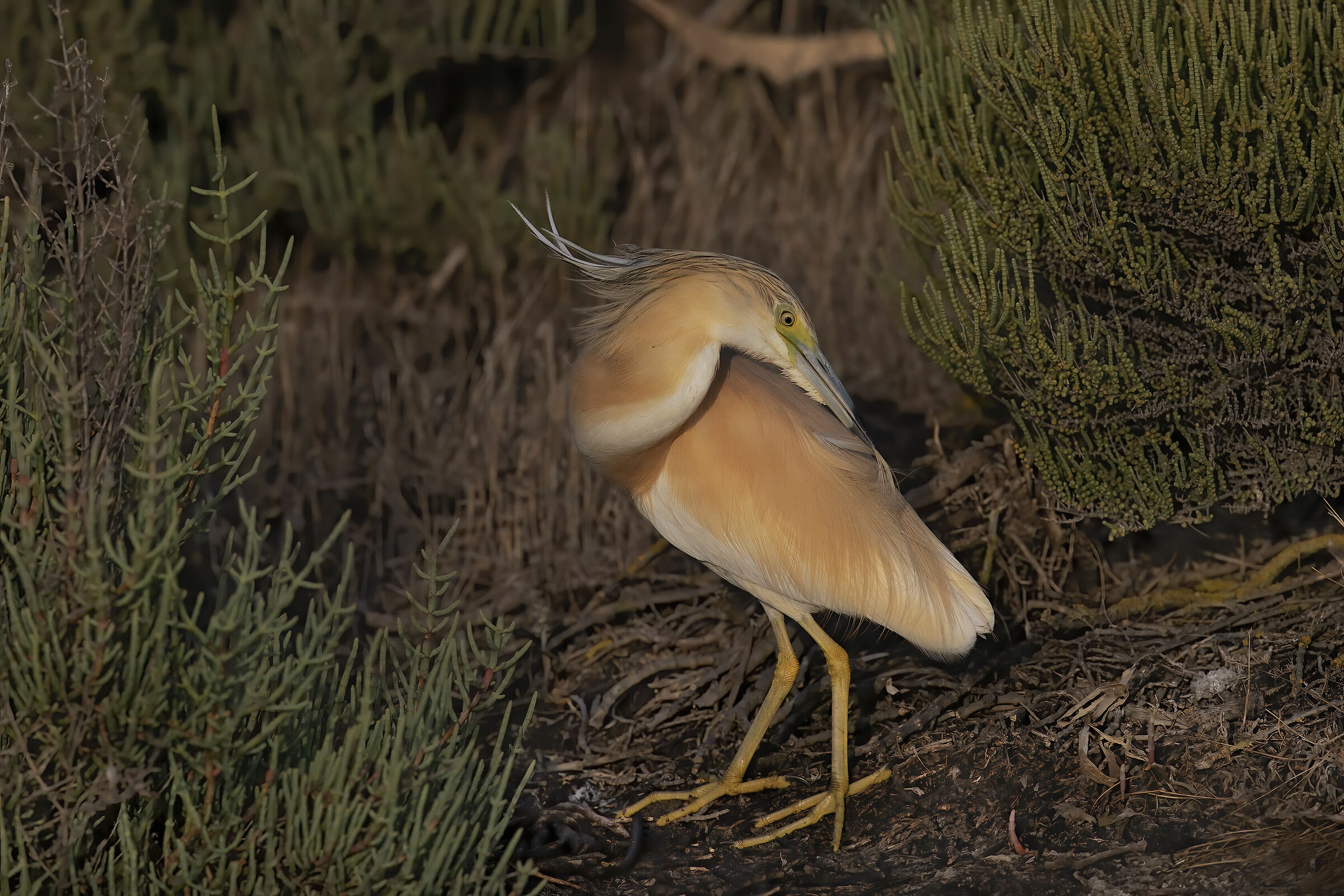 tuft flamboyant (fire railides)
