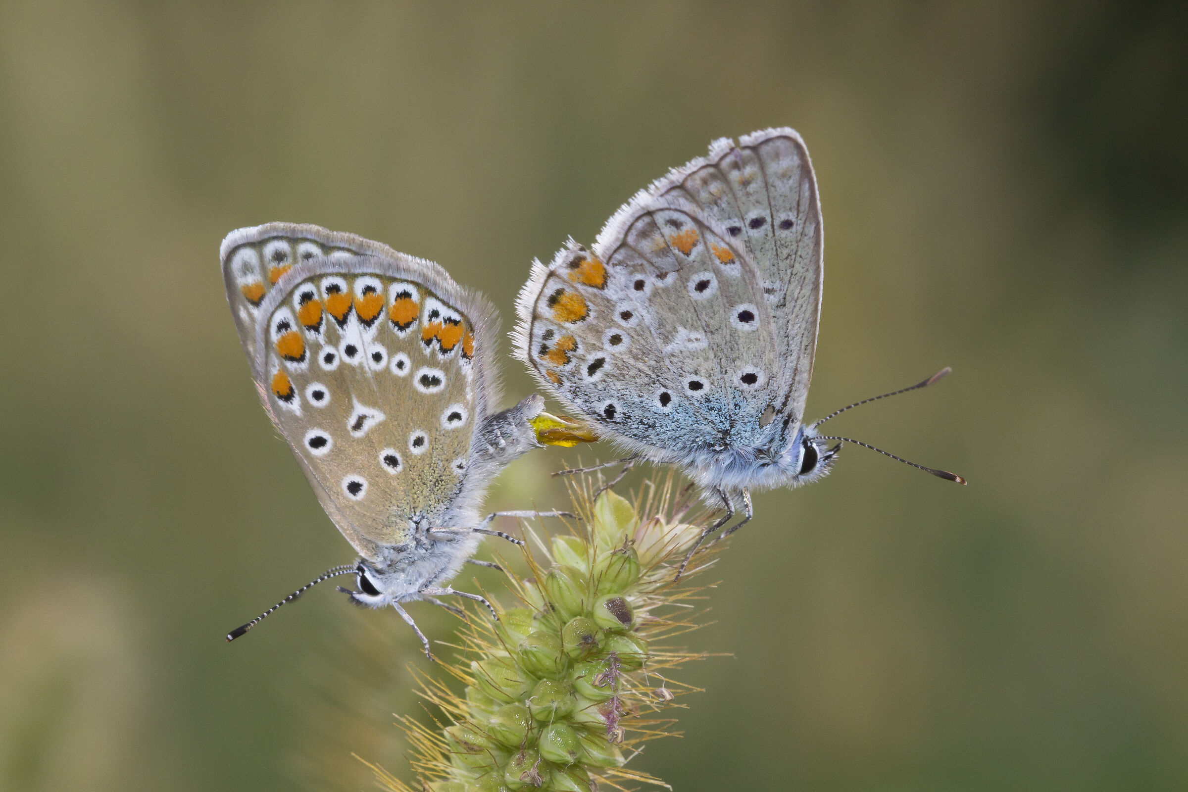 Farfalle accoppiamento