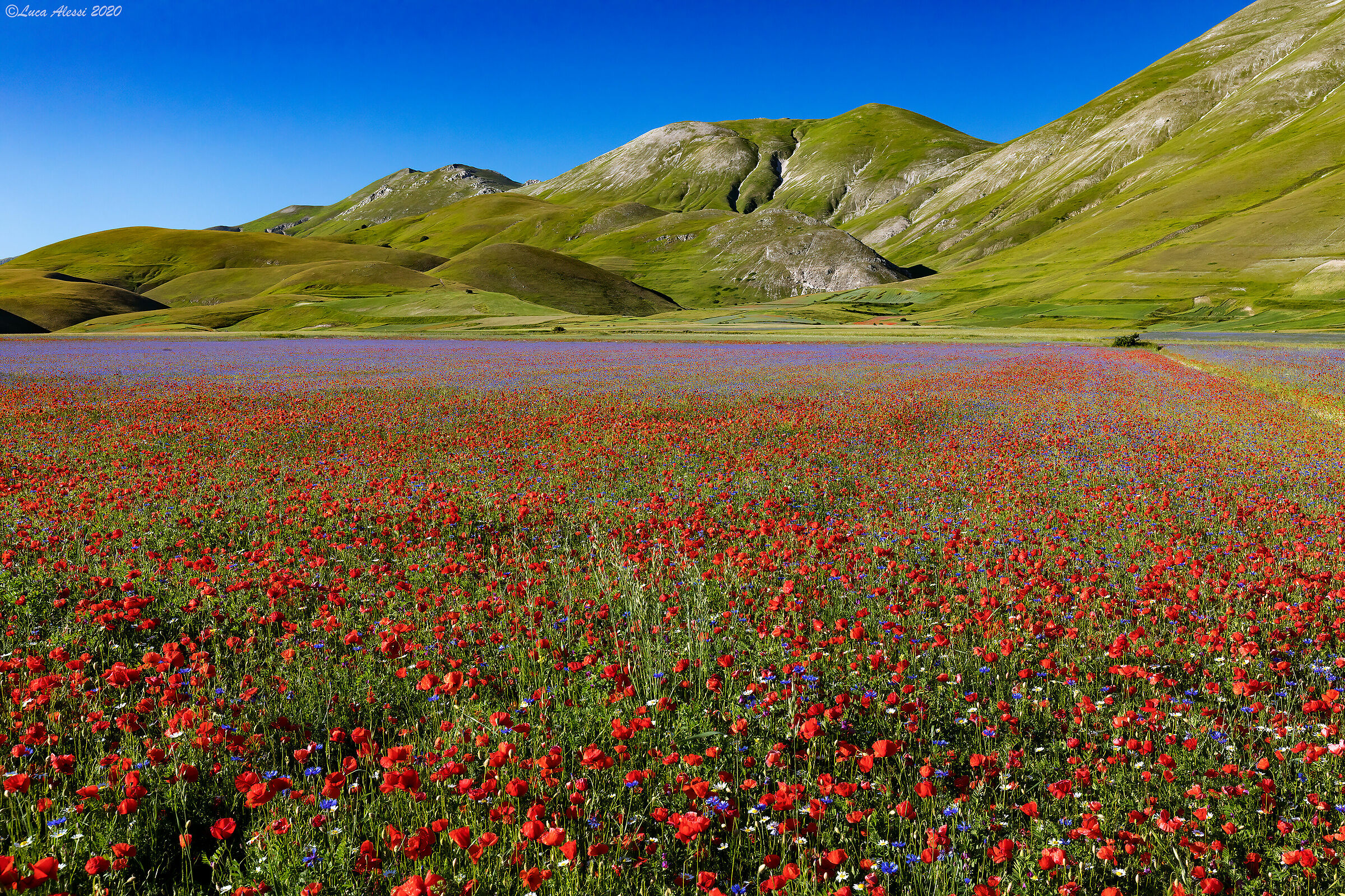 Fioritura Castelluccio