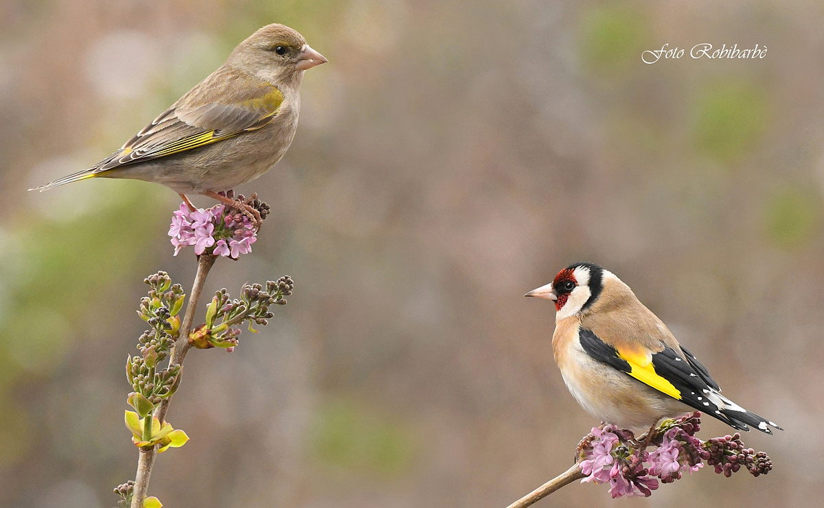 In due sul Lillà...