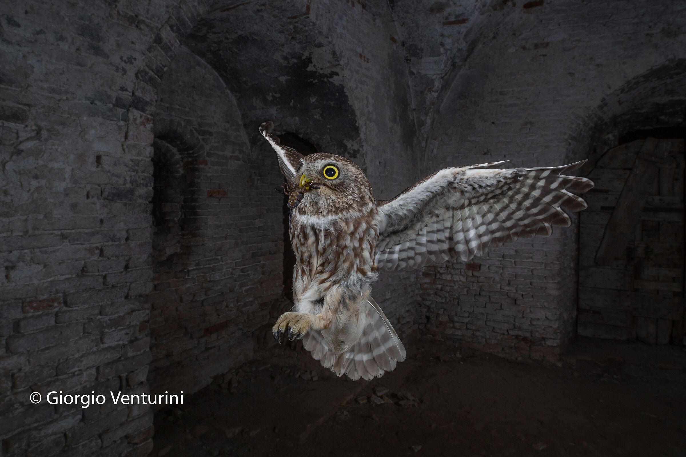 la civetta e lo scorpione