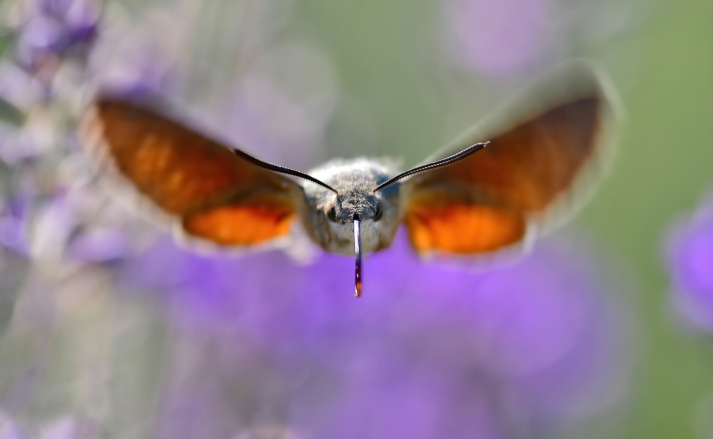 anteriore (Macroglossum stellatarum)