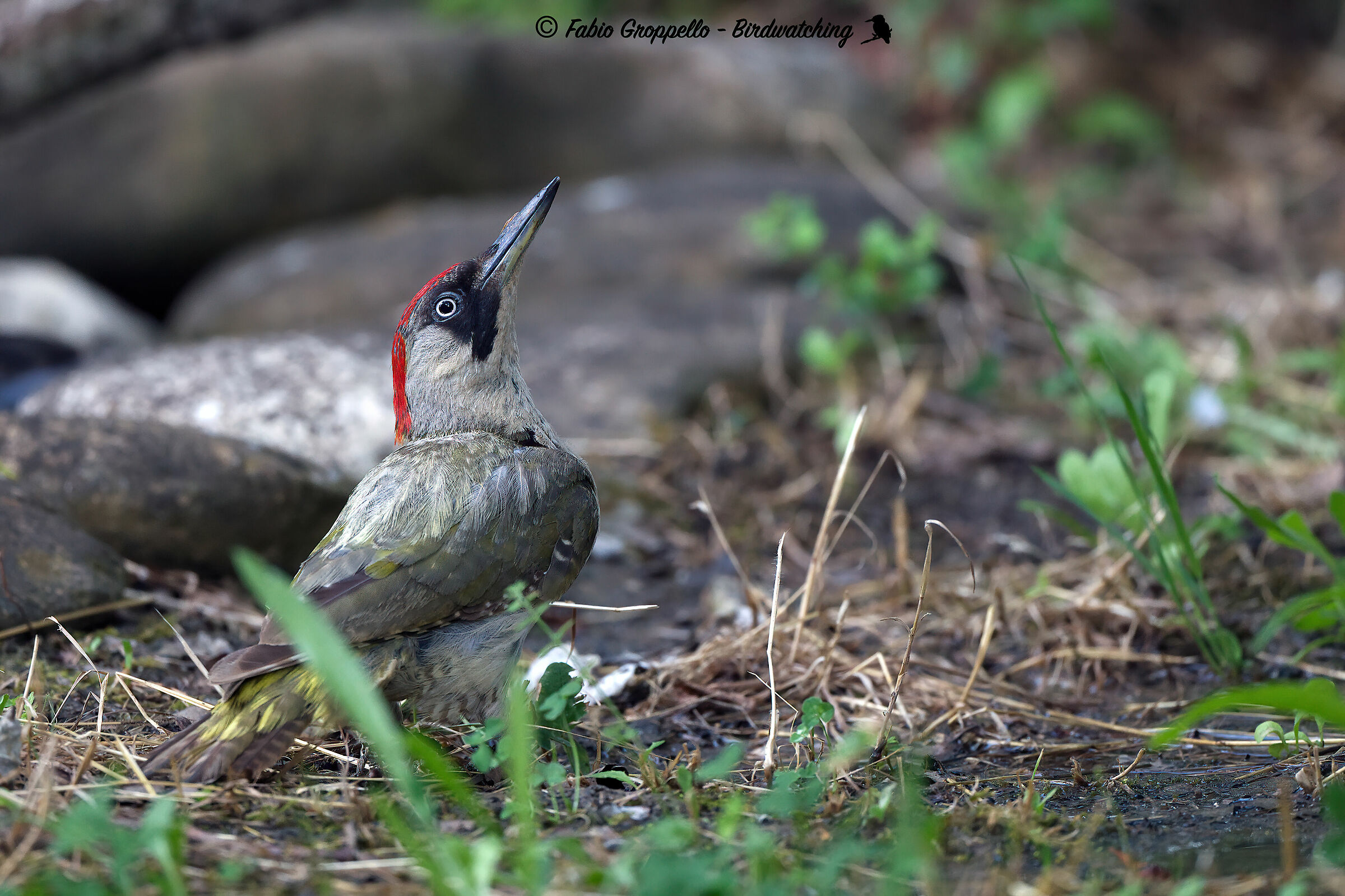 Adult Green Woodpecker (F)
