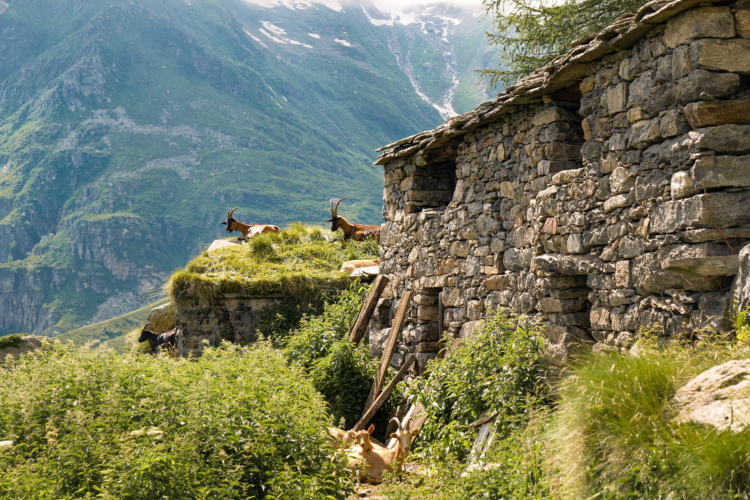 Alagna - Valsesia - fauna