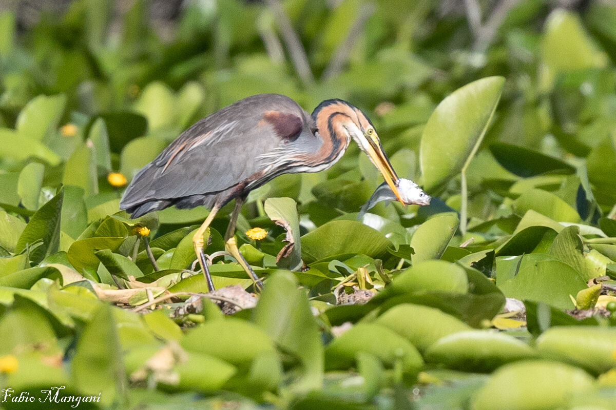 airone rosso con preda