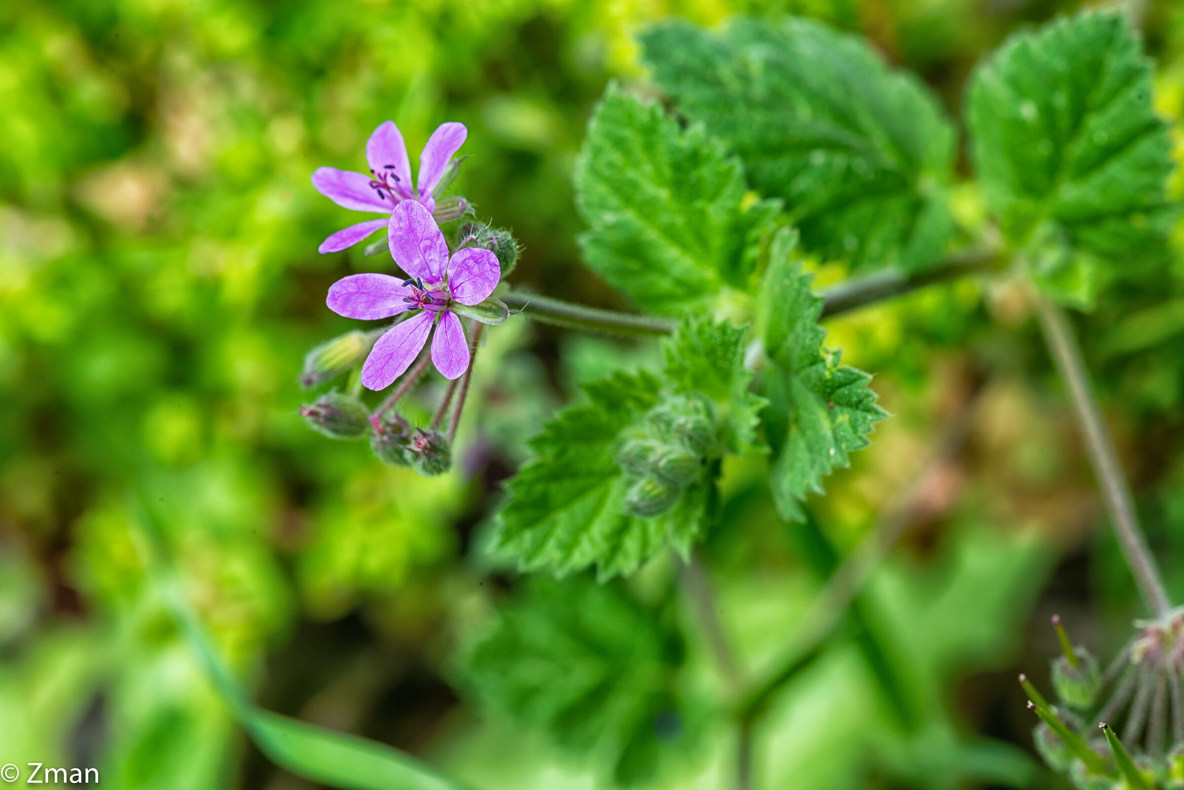 Common Stork's Bill