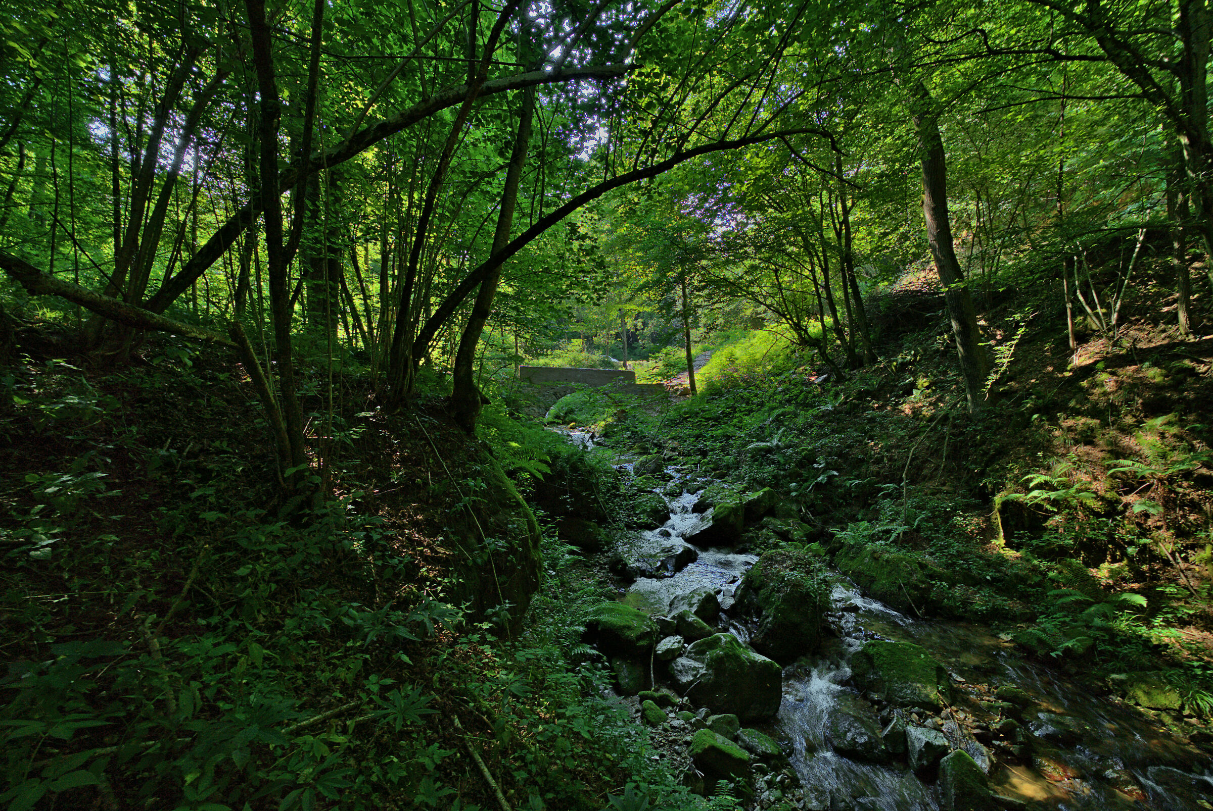 Altro tentativo sul Rio Pedemontano.