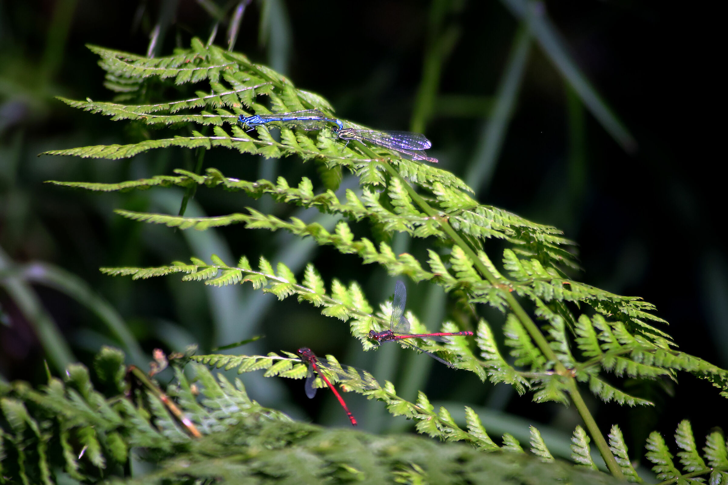 soligor 100-400 AF canon