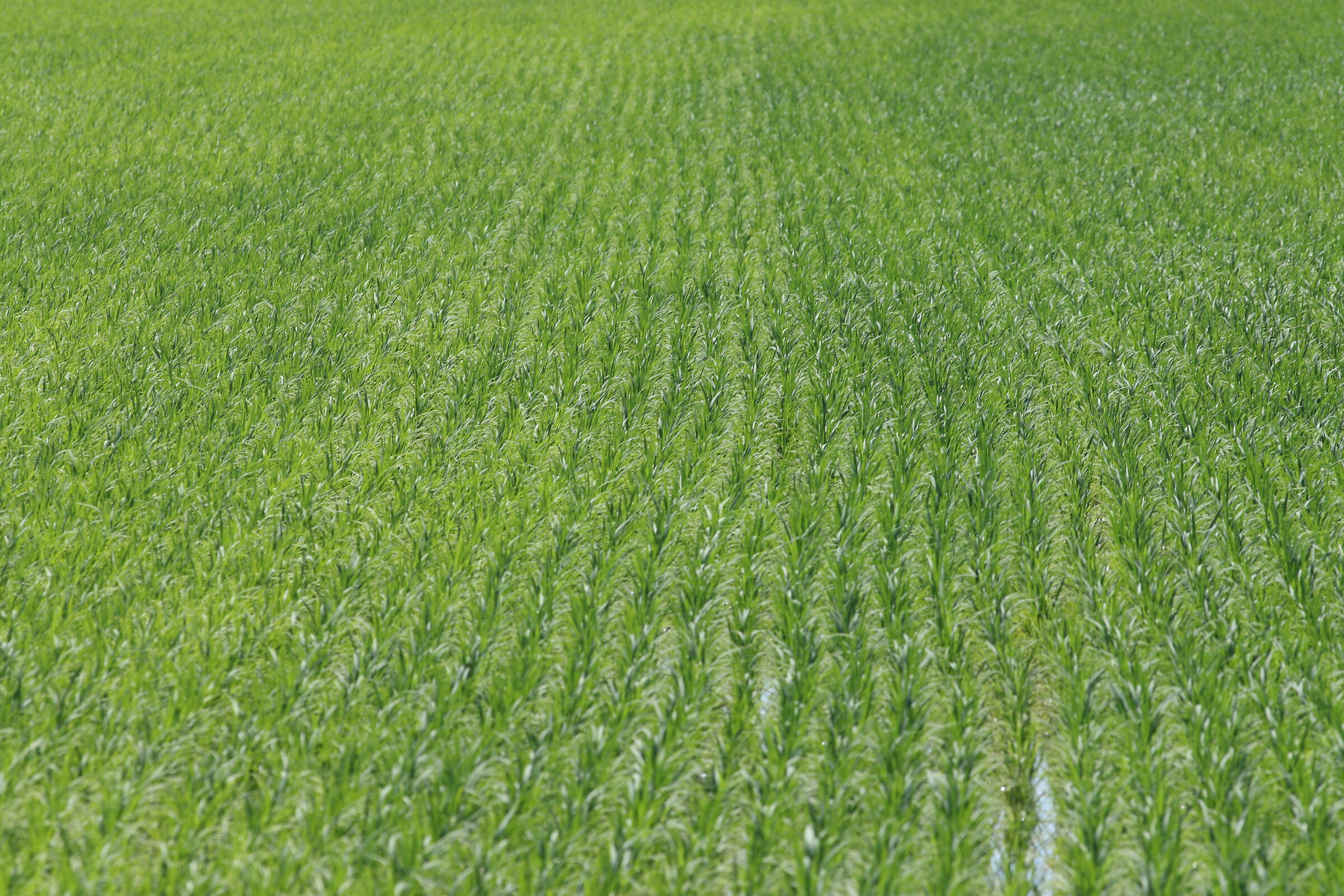 After 10 beers Gaz still sows straight