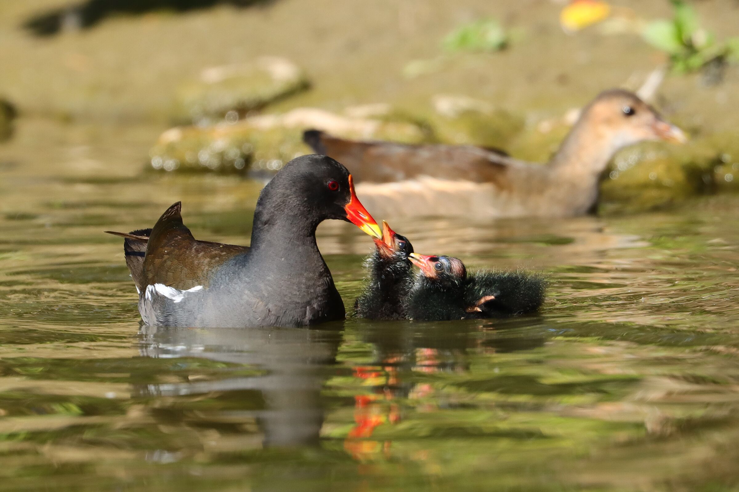 Gallinula chloropus. Imbeccata in acqua