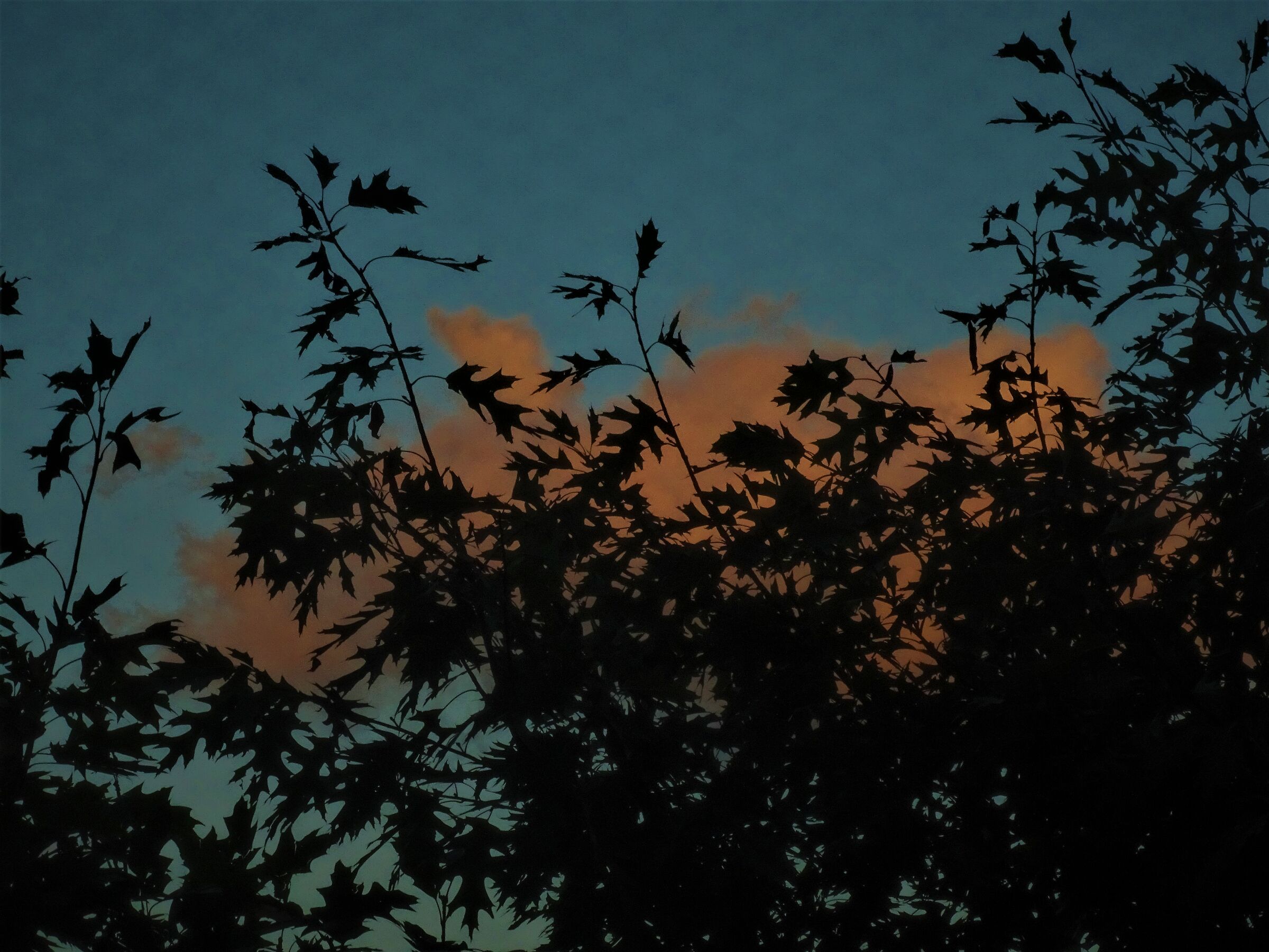 Pink clouds over summer sunset...