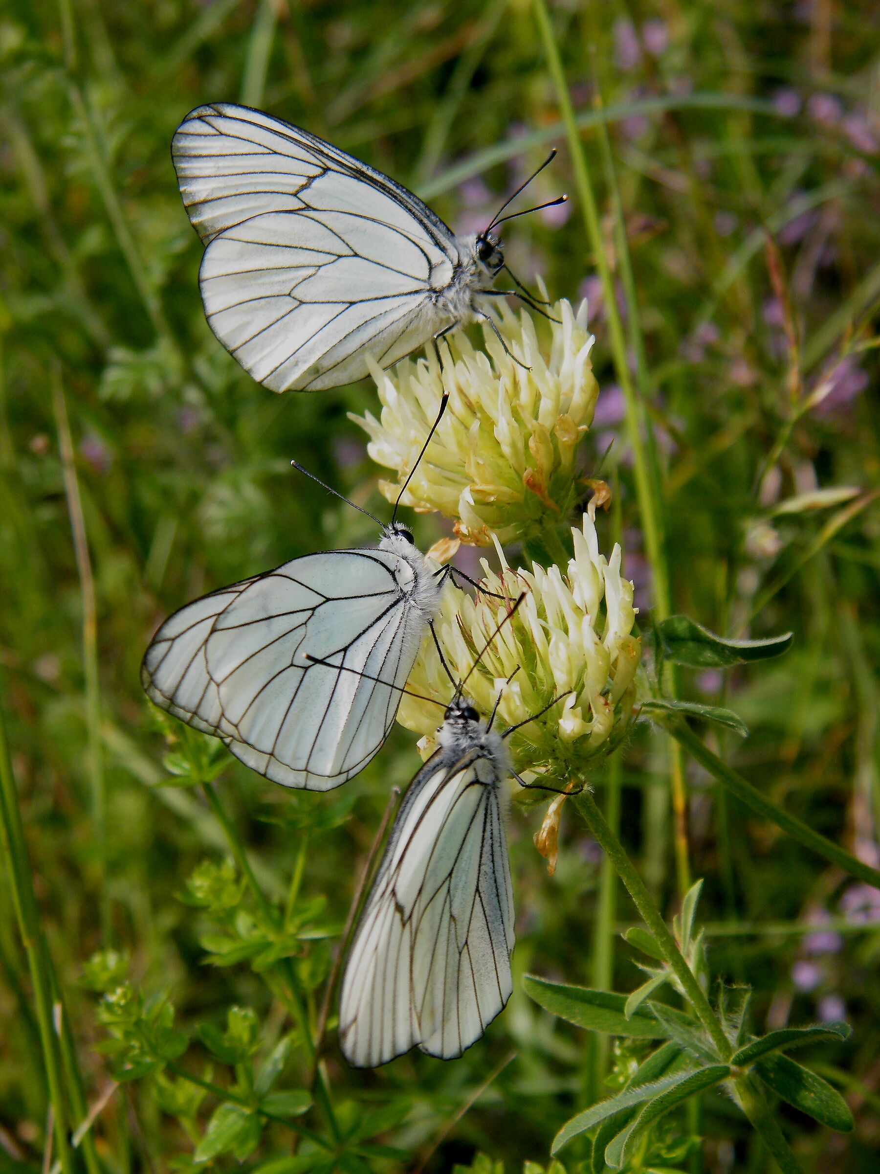 Tris di Aporia Grataegi