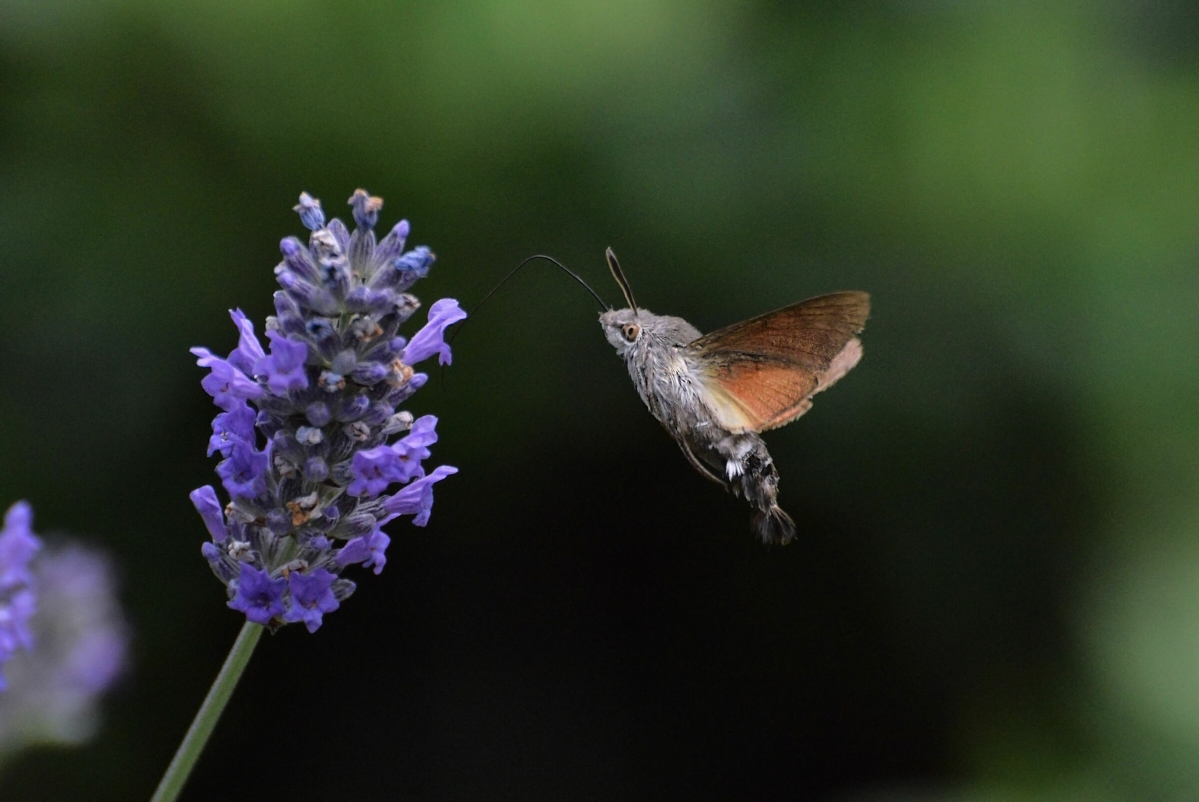 Sfinge Colibrì
