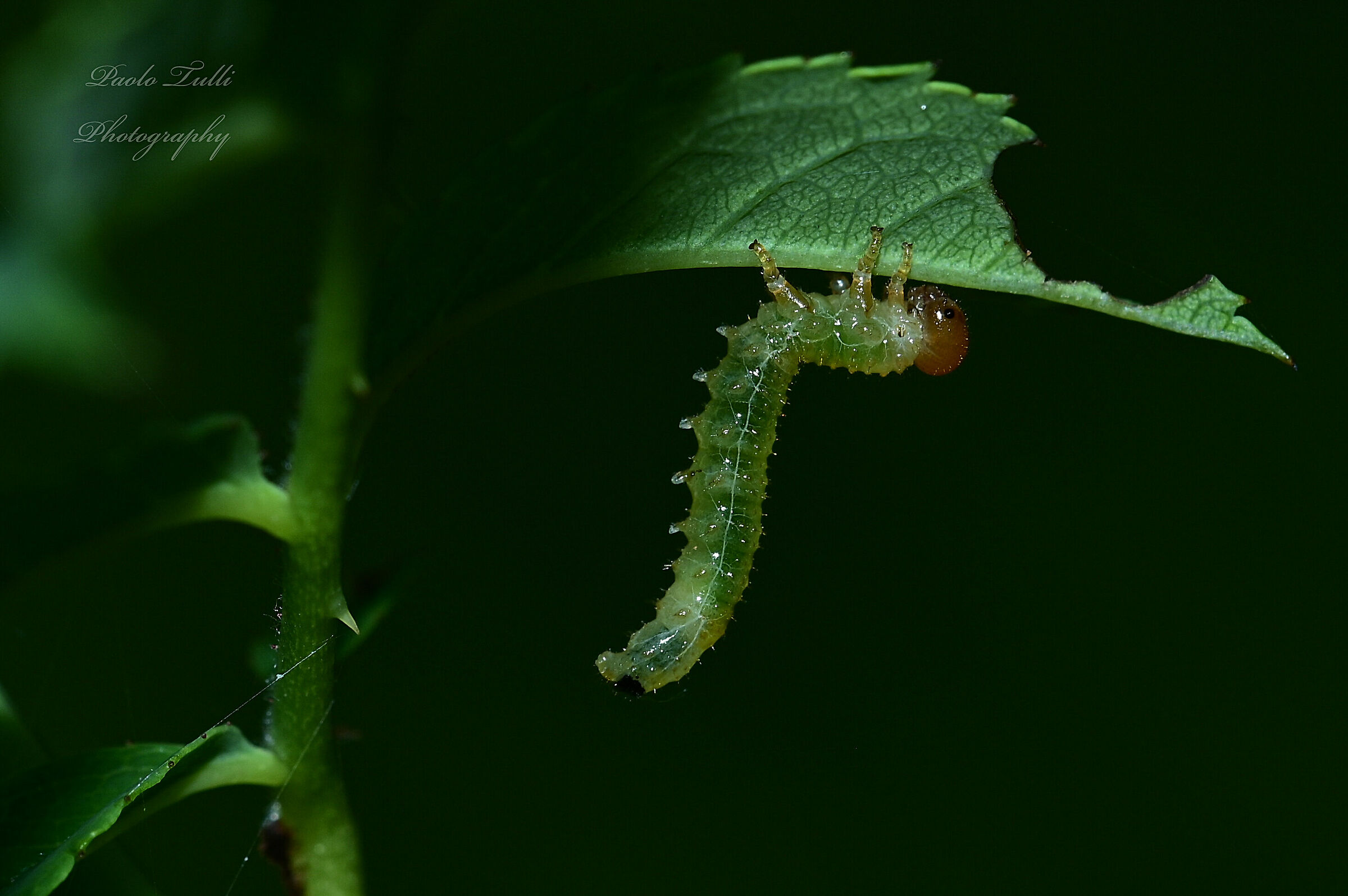 L'equilibrista ...Argide delle Rose