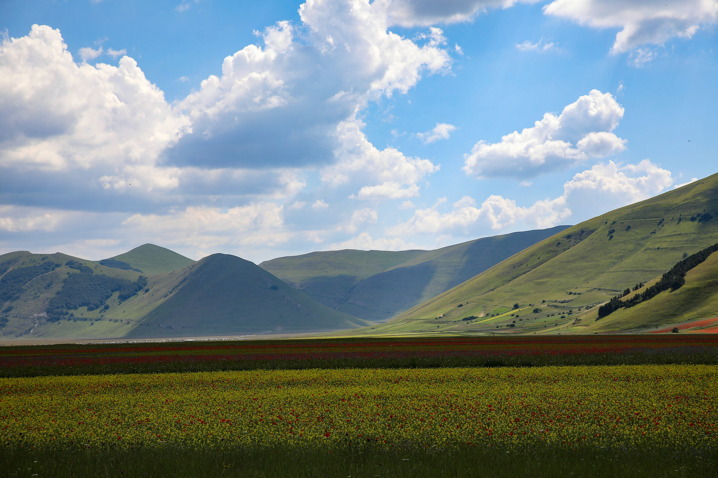 Flowering in Castelluccio di Norcia
