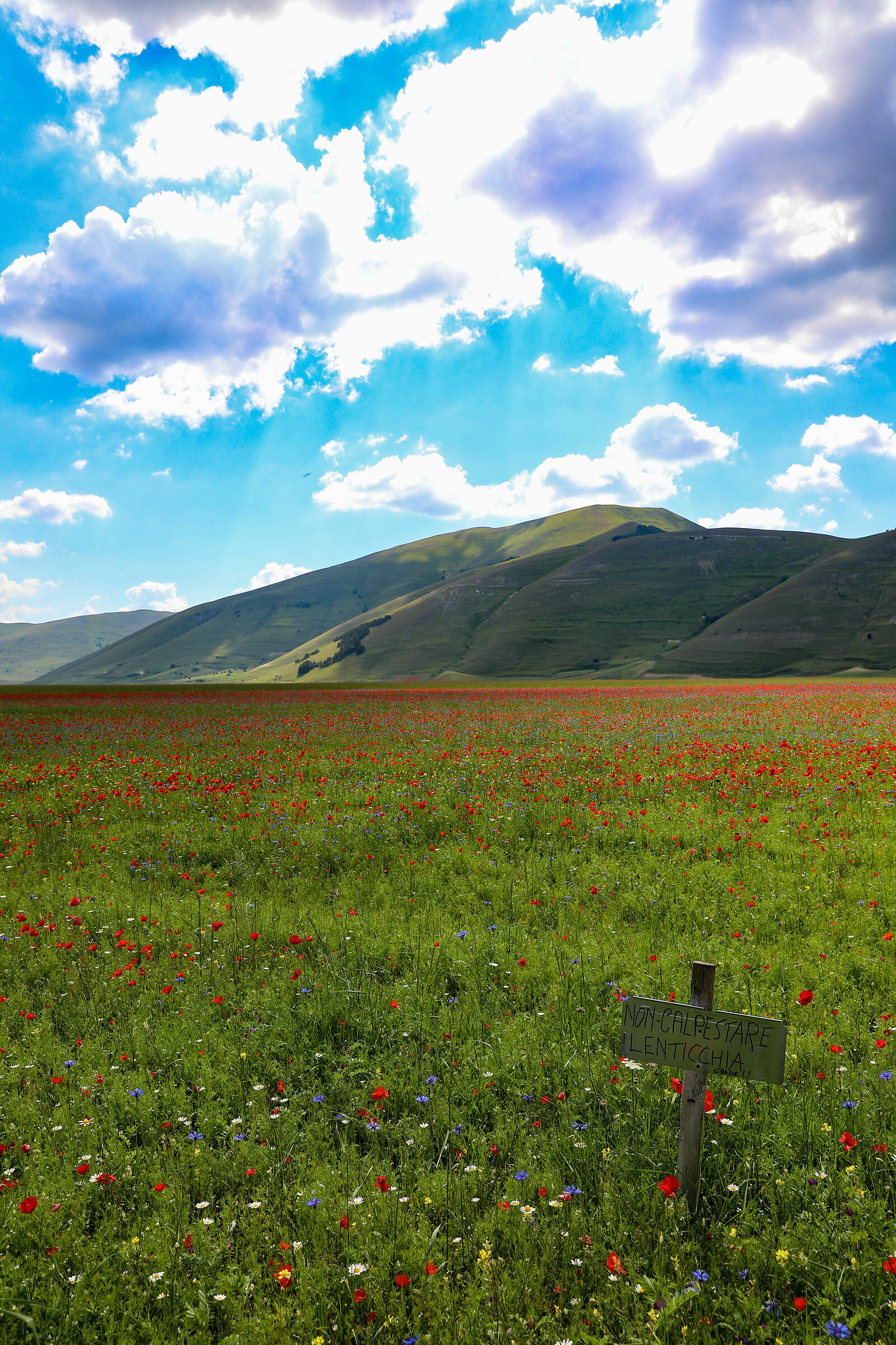 Flowering in Castelluccio di Norcia
